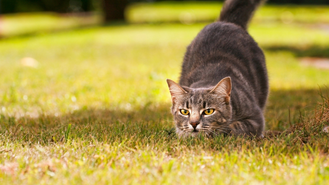 Silver Tabby Cat Sur Champ D'herbe Verte Pendant la Journée. Wallpaper in 1366x768 Resolution