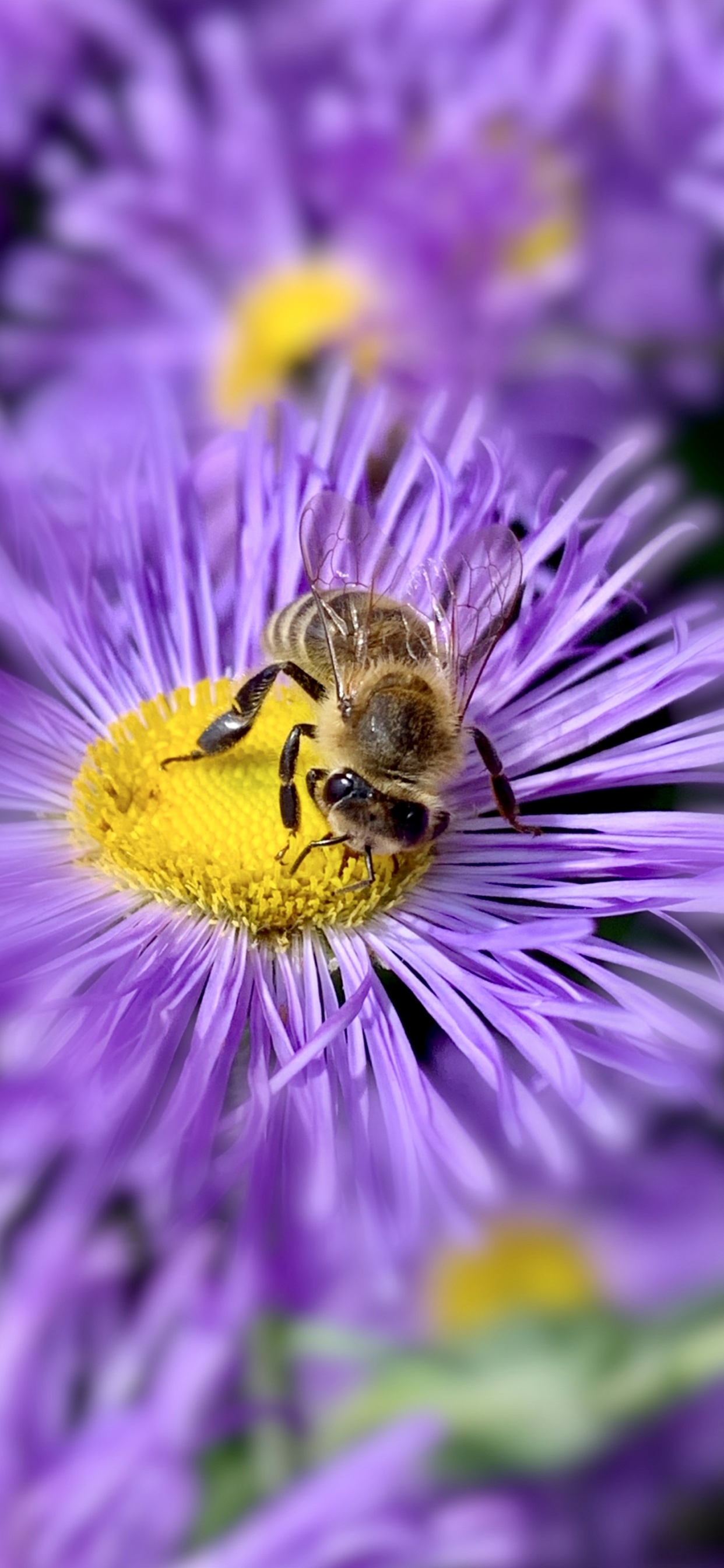 Insecte, Biologie, Sciences, Les Arthropodes, Purple. Wallpaper in 1242x2688 Resolution