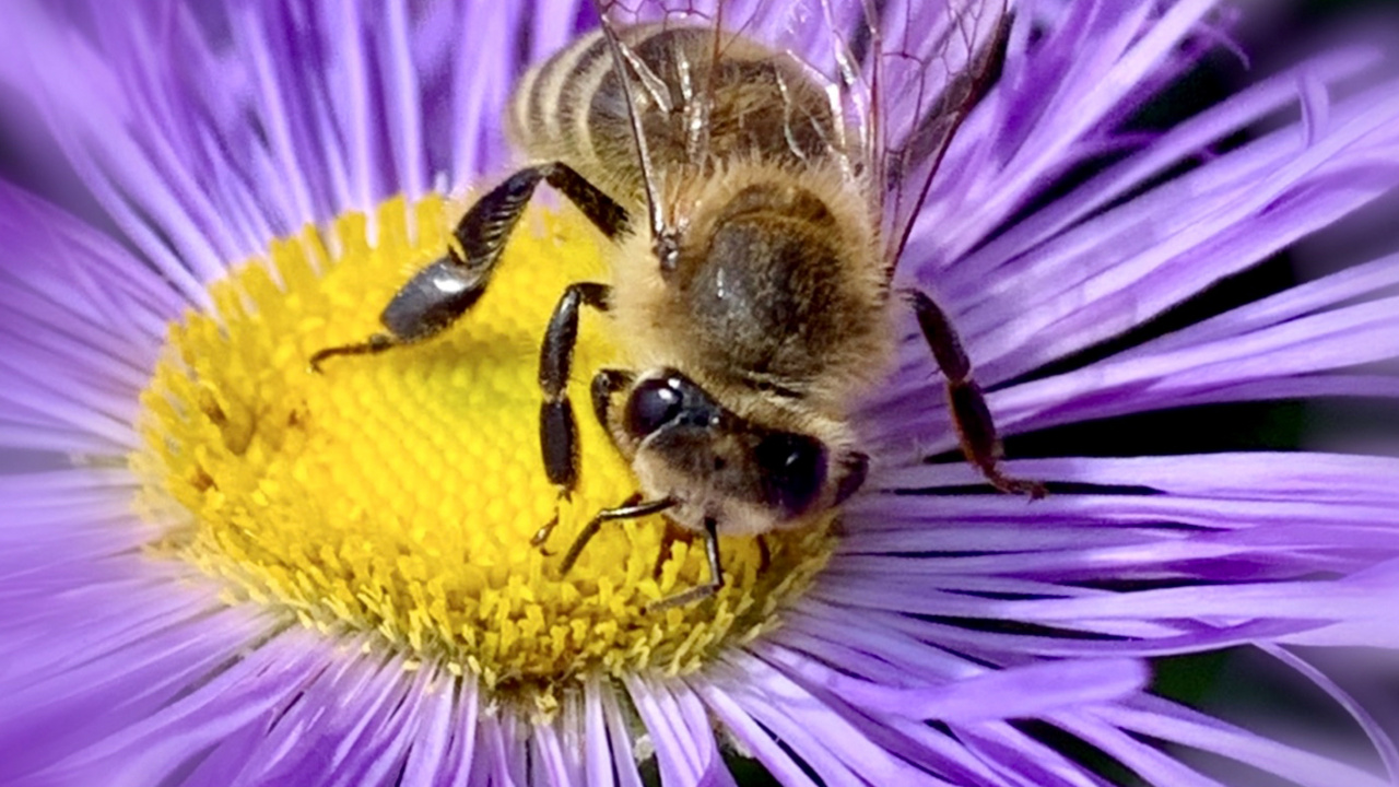 Insekt, Bienen, Biologie, Wissenschaft, Arthropoden. Wallpaper in 1280x720 Resolution