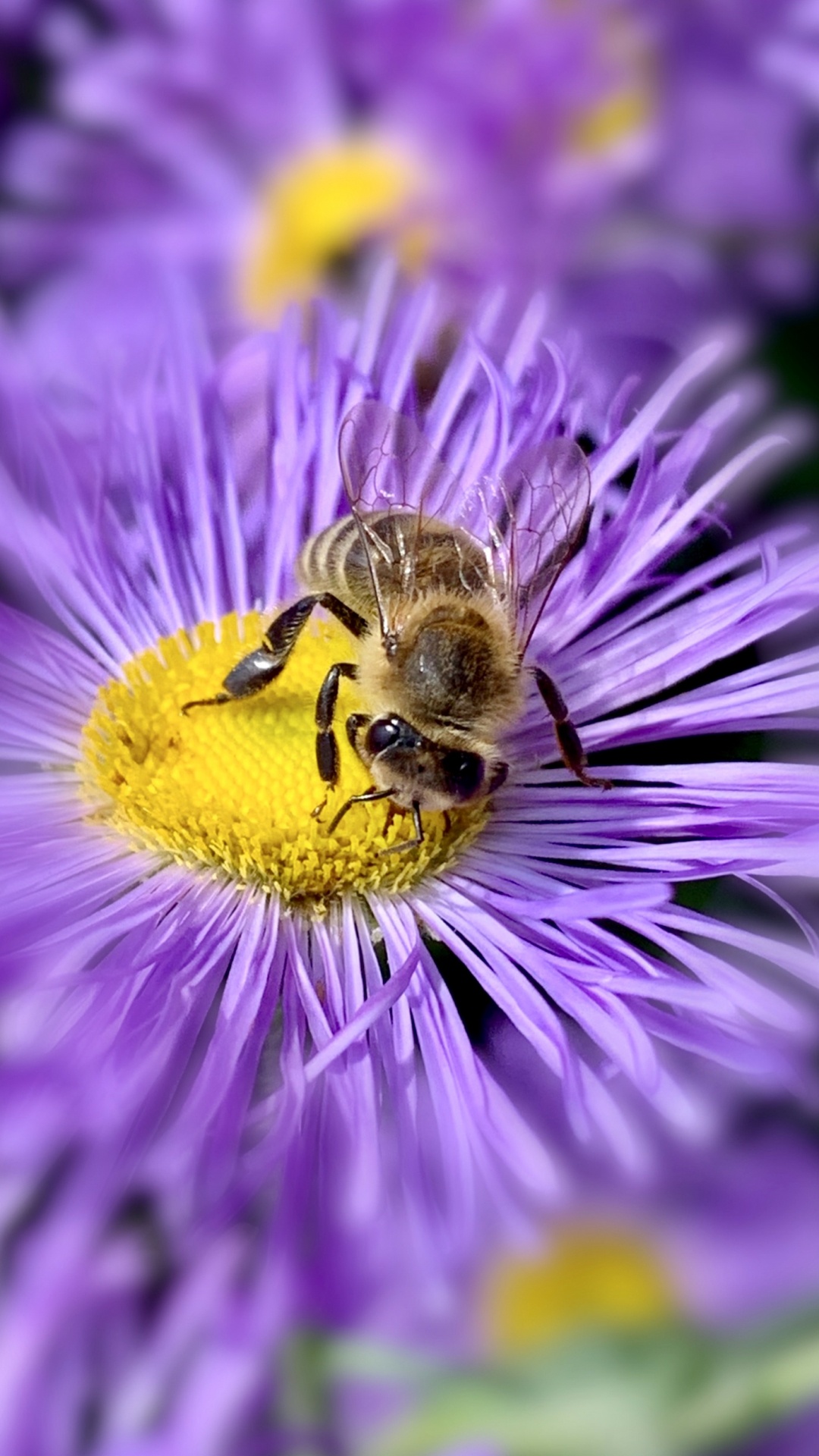 昆虫, 生物学, 科学, 节肢动物, 紫色的 壁纸 1080x1920 允许