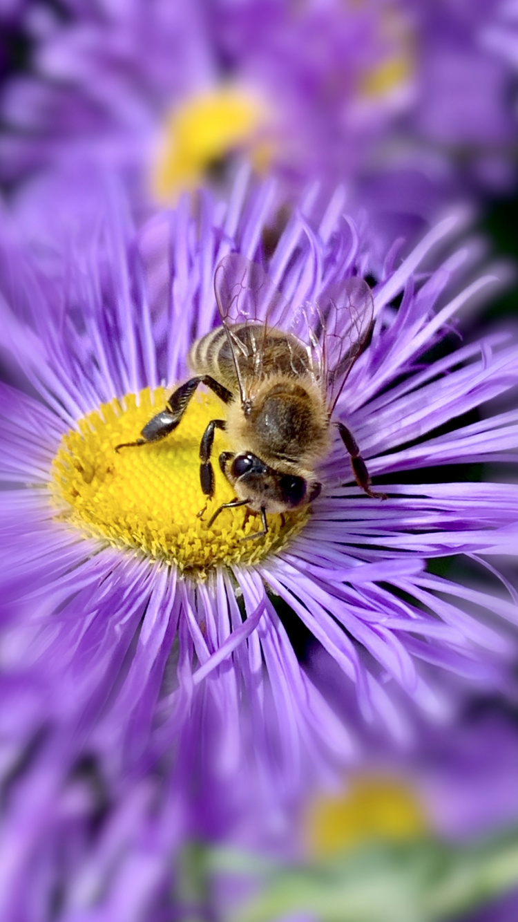 la Miel de Abeja, Insecto, Biología, Ciencia, Artrópodos. Wallpaper in 750x1334 Resolution