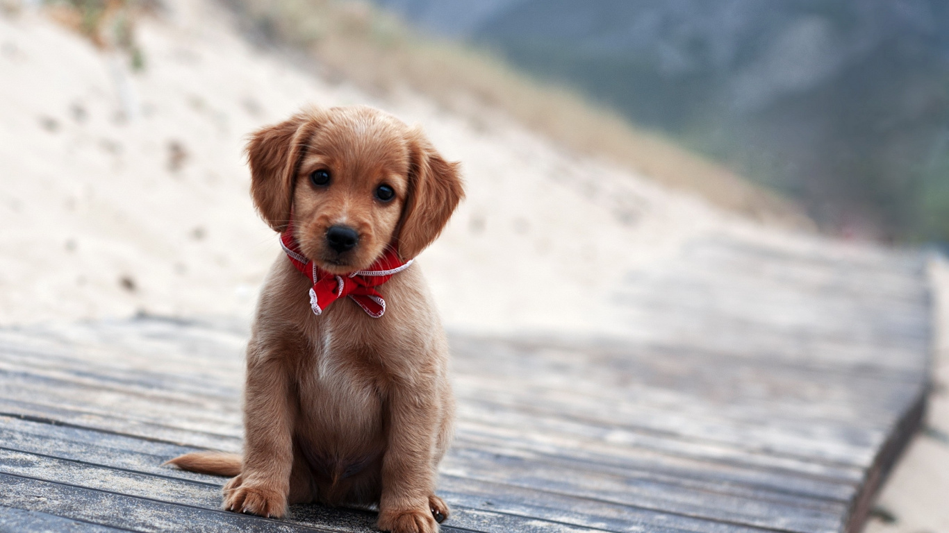 Cachorro de Pelo Corto Marrón Sobre la Superficie de Madera Gris Durante el Día. Wallpaper in 1366x768 Resolution