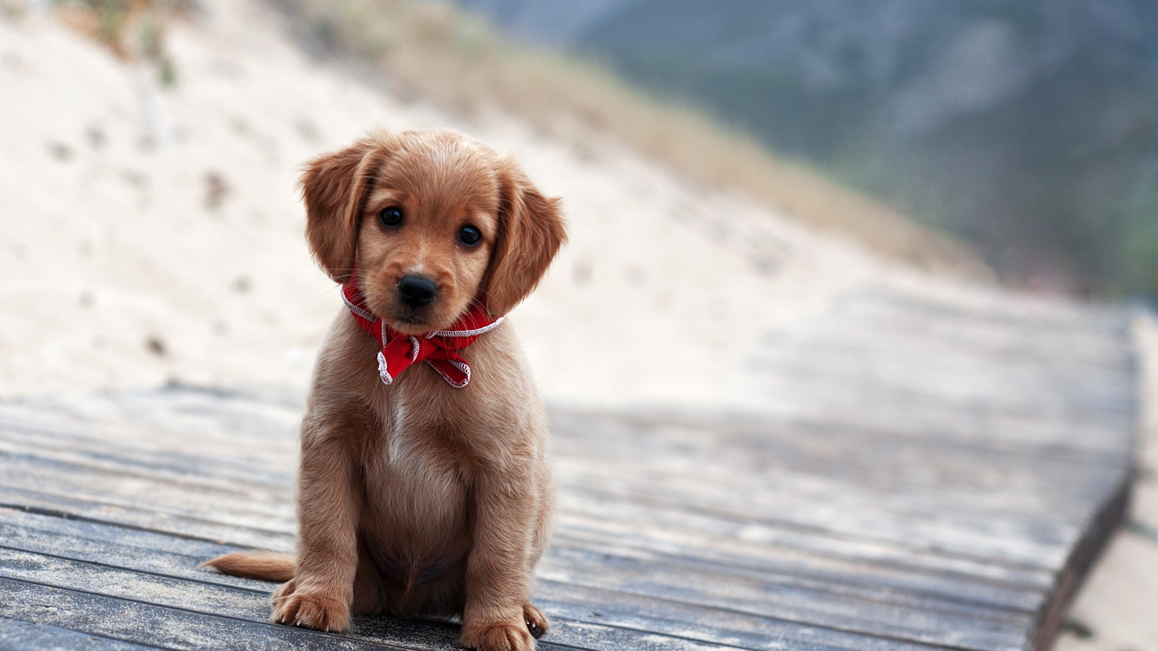 Brown Short Coated Puppy on Gray Wooden Surface During Daytime. Wallpaper in 1280x720 Resolution