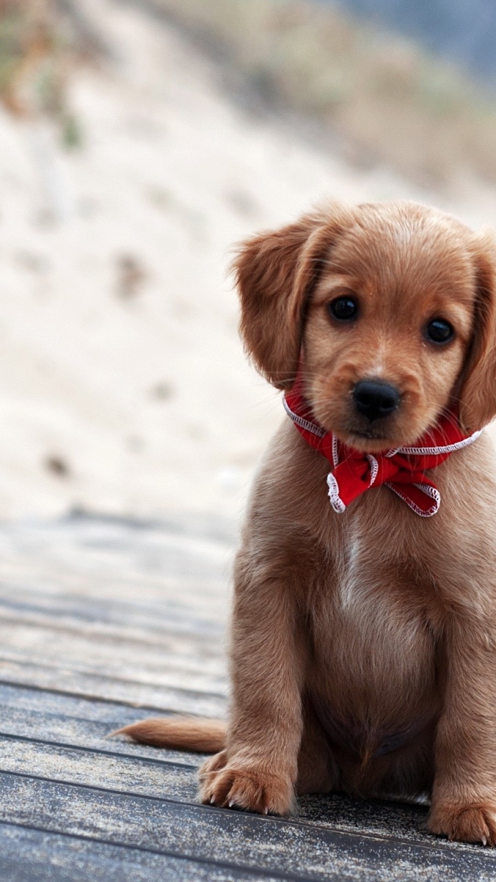 Brown Short Coated Puppy on Gray Wooden Surface During Daytime. Wallpaper in 720x1280 Resolution