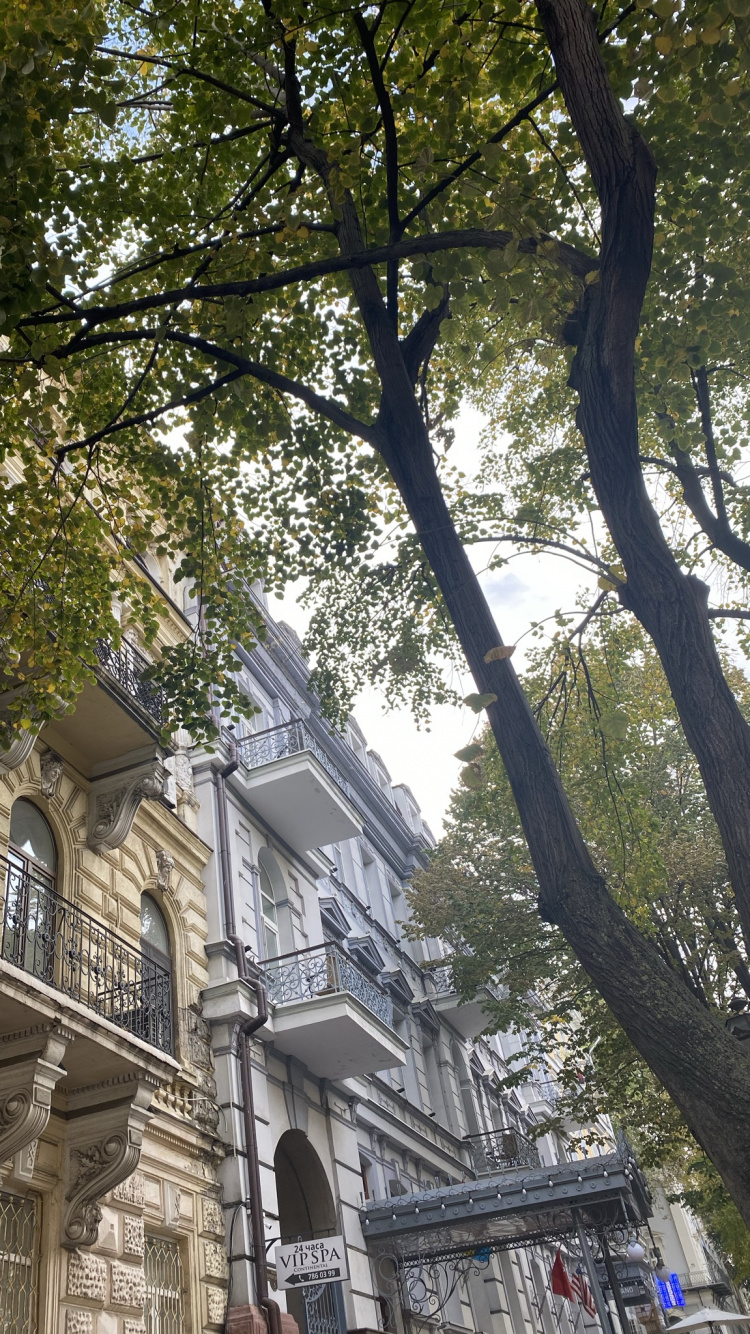 Tree, Branch, Neighbourhood, Architecture, Facade. Wallpaper in 750x1334 Resolution