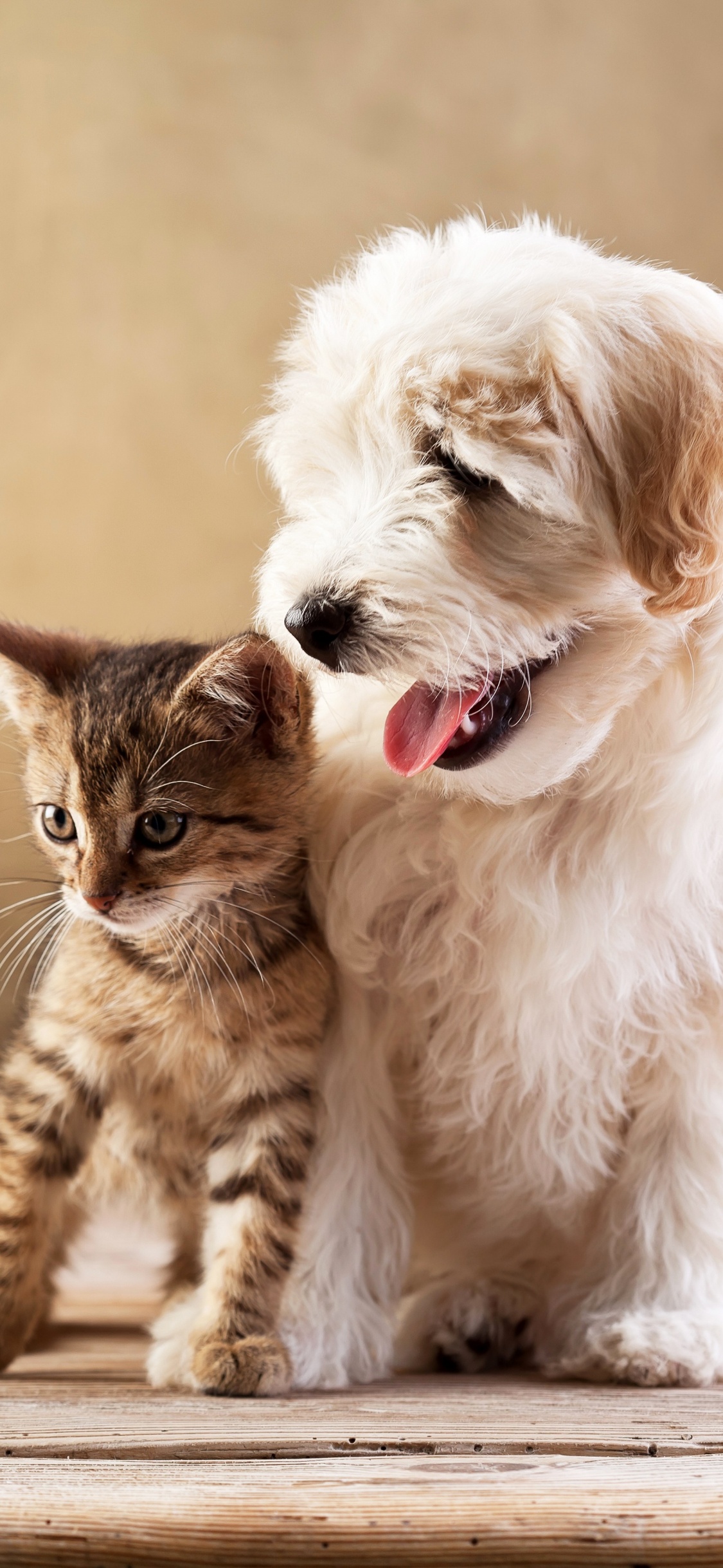 Petit Chien à Poil Long Blanc Assis Sur un Plancher en Bois Marron. Wallpaper in 1125x2436 Resolution