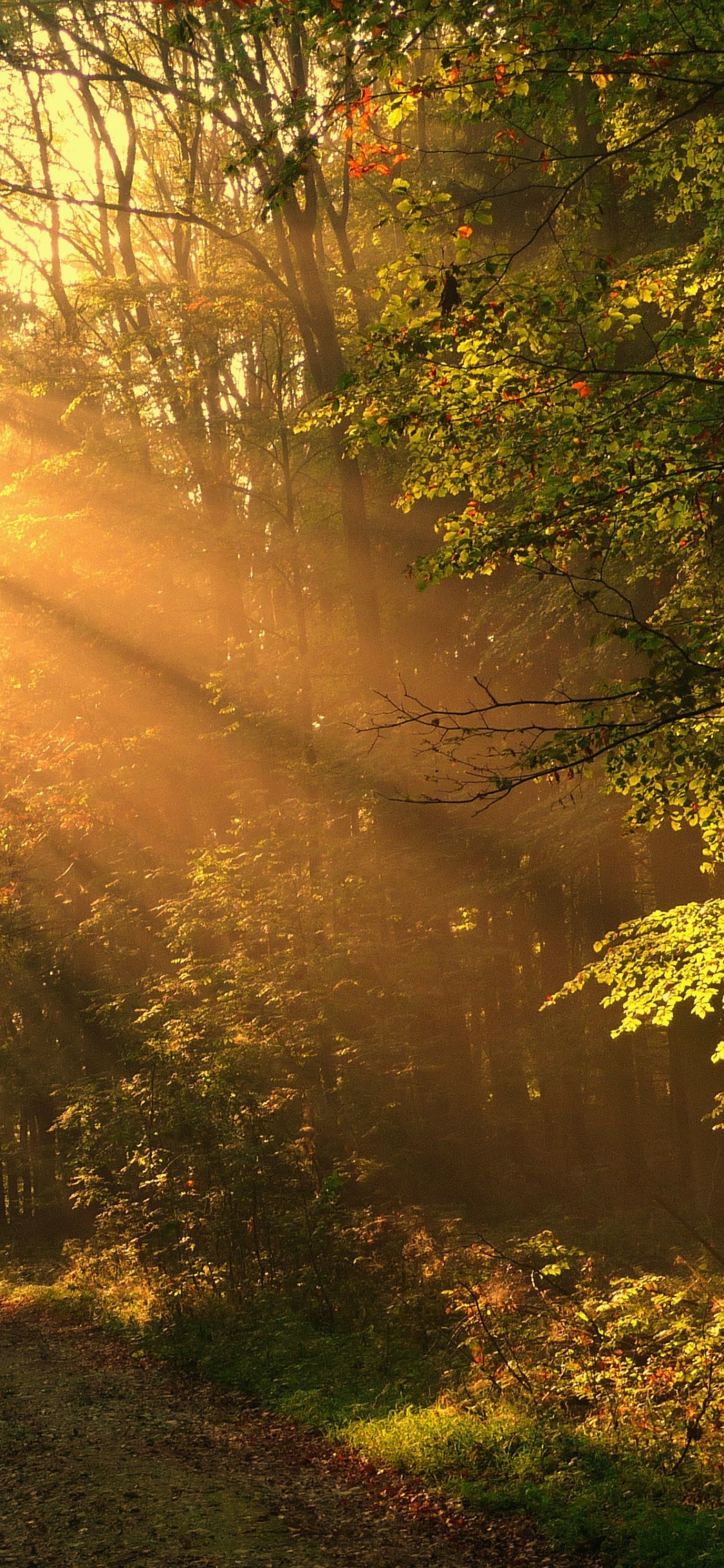 Arbres Verts Sur Champ Brun Pendant la Journée. Wallpaper in 1125x2436 Resolution