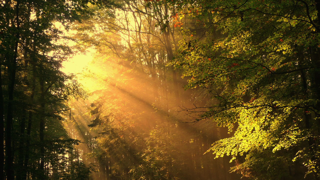 Arbres Verts Sur Champ Brun Pendant la Journée. Wallpaper in 1280x720 Resolution