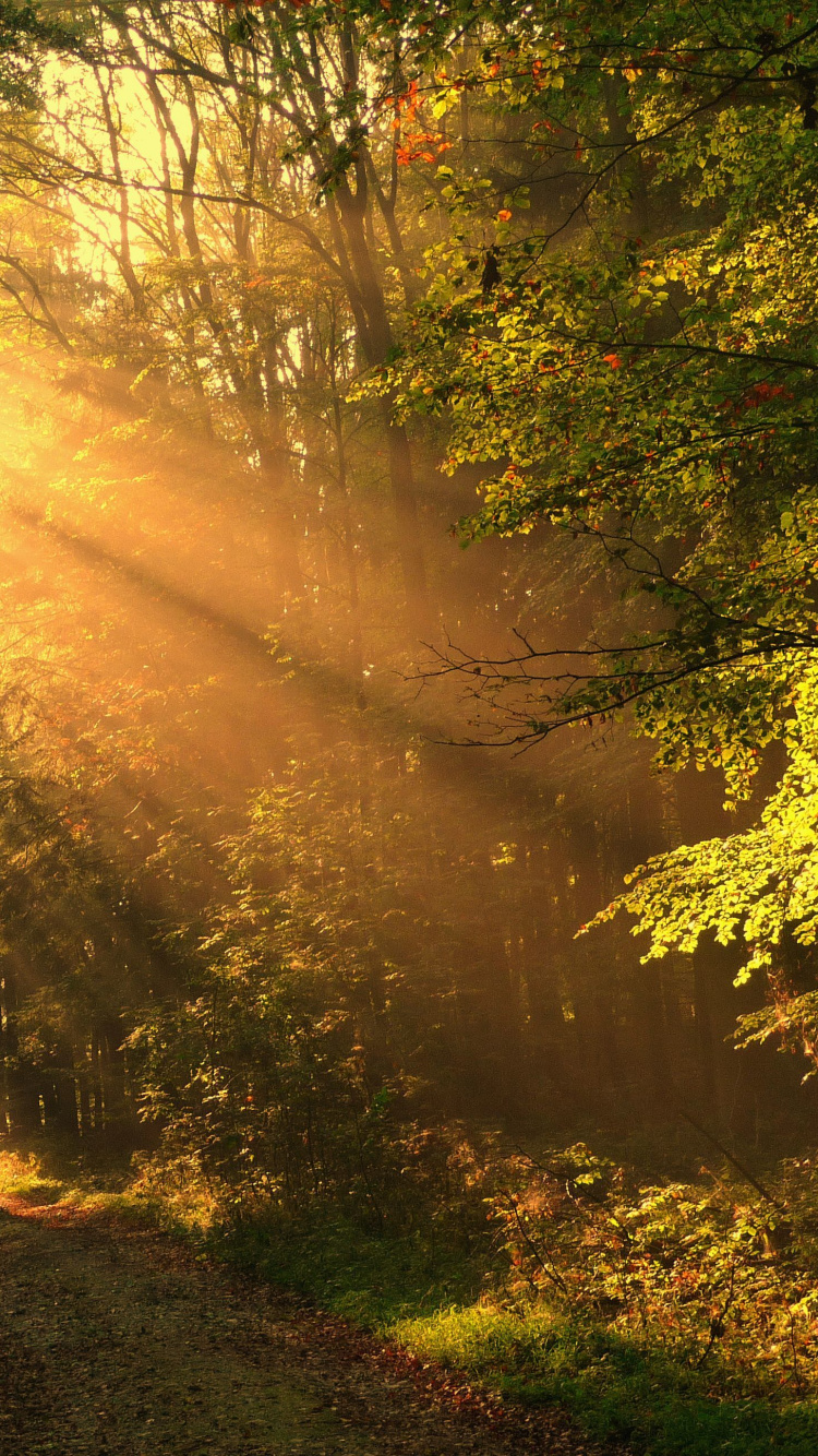 Green Trees on Brown Field During Daytime. Wallpaper in 750x1334 Resolution