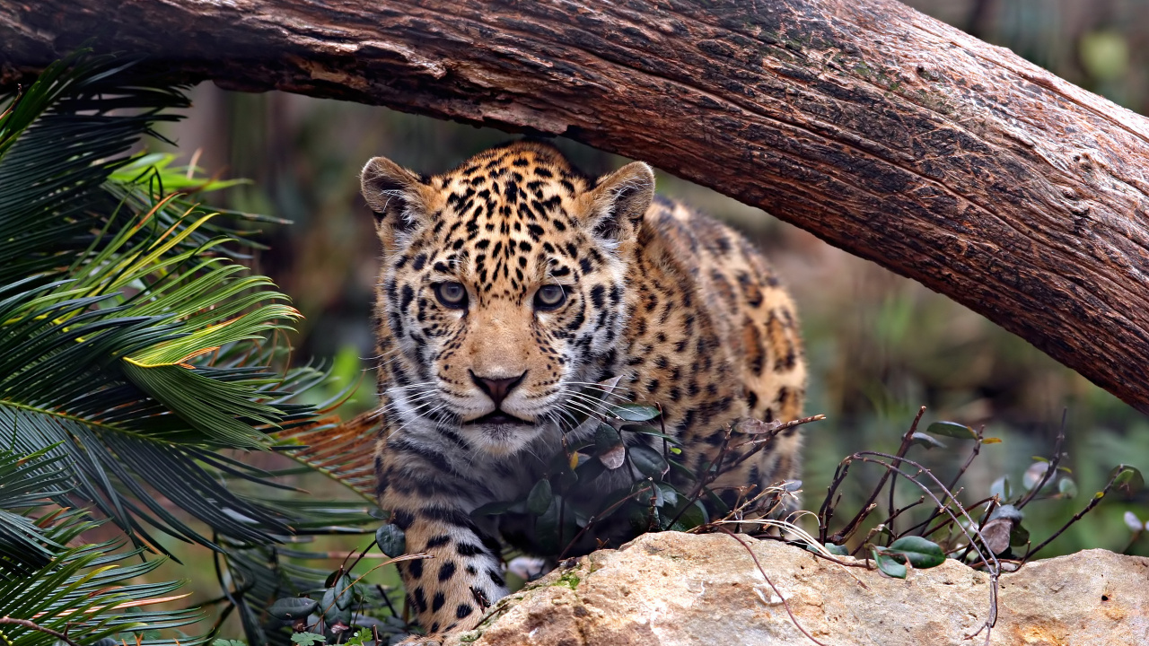 Leopard Lying on Brown Tree Trunk. Wallpaper in 1280x720 Resolution