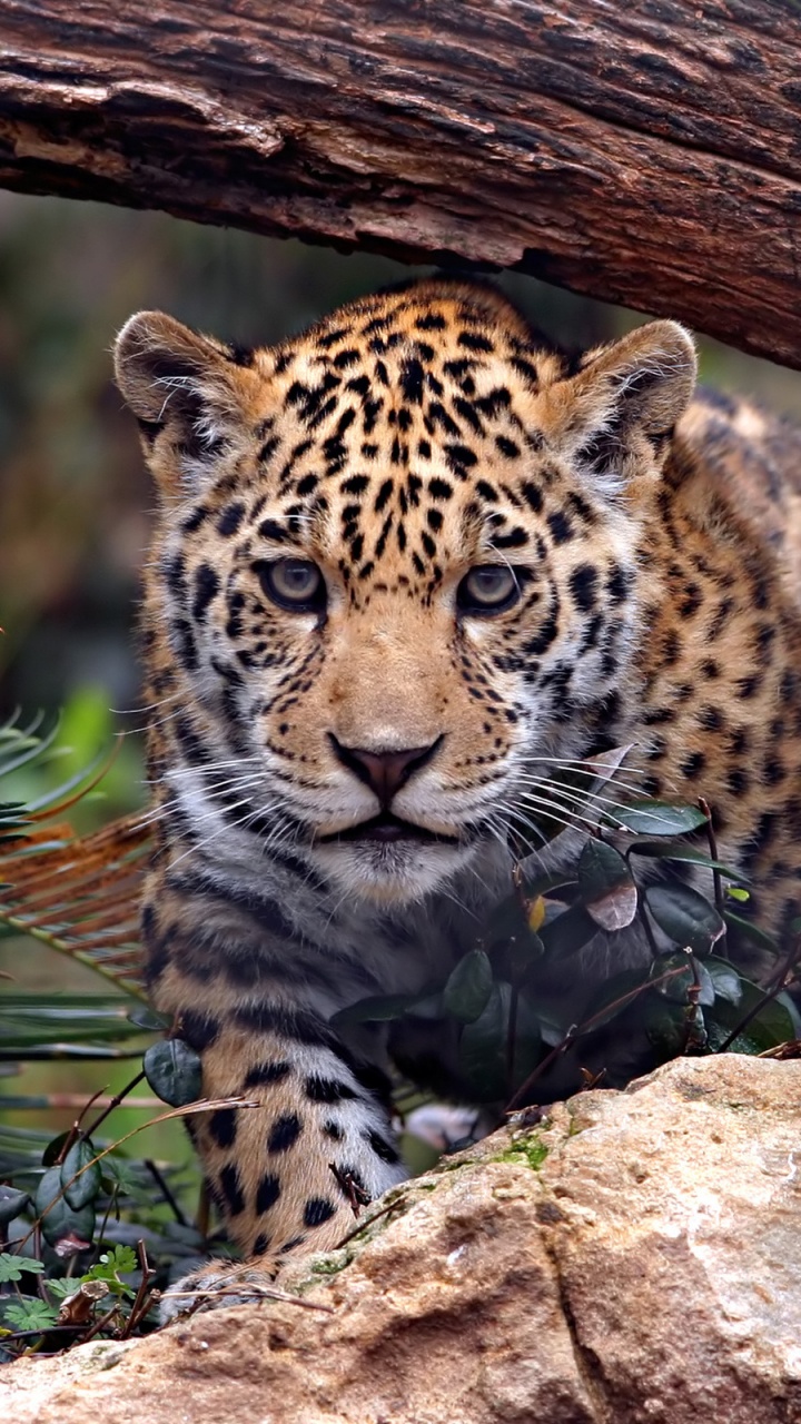 Leopard Lying on Brown Tree Trunk. Wallpaper in 720x1280 Resolution