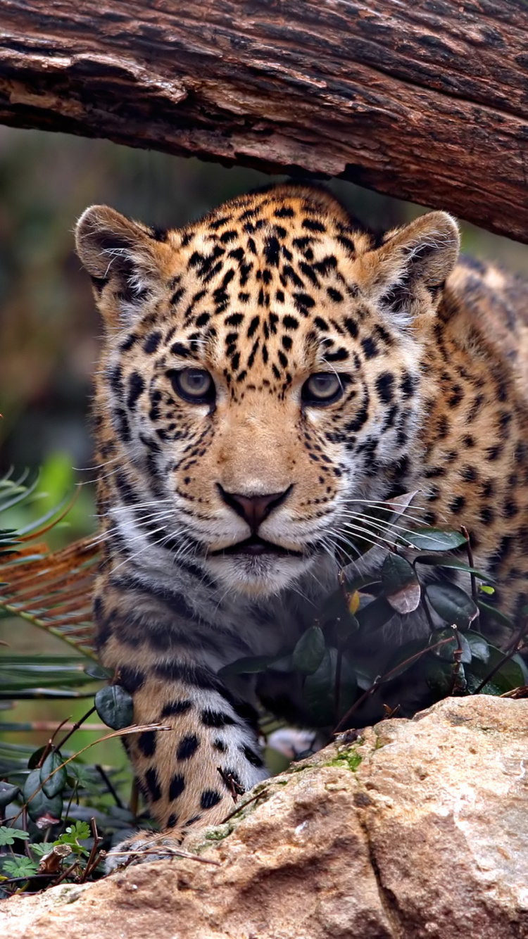 Leopard Lying on Brown Tree Trunk. Wallpaper in 750x1334 Resolution