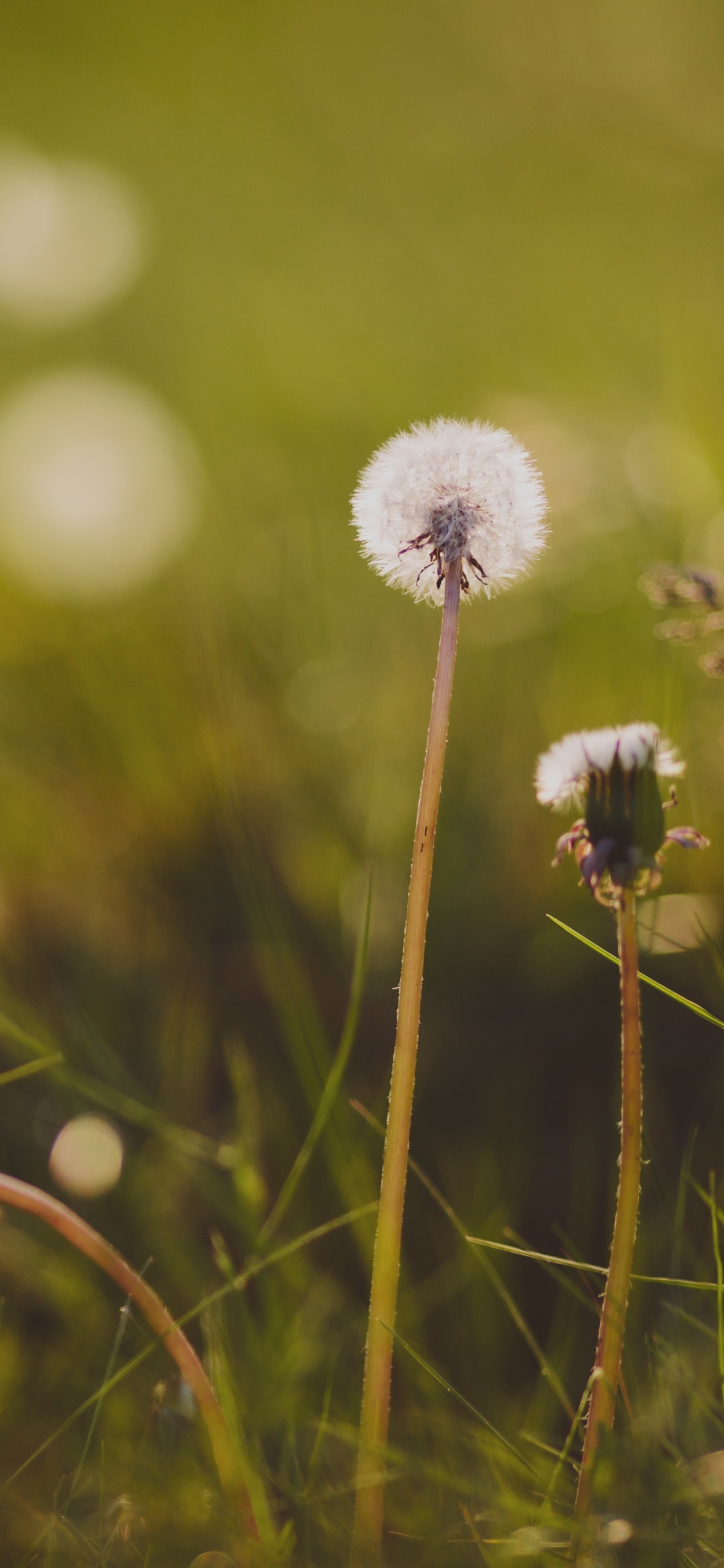 Green, Nature, Pissenlit, Printemps, Aliment. Wallpaper in 1125x2436 Resolution