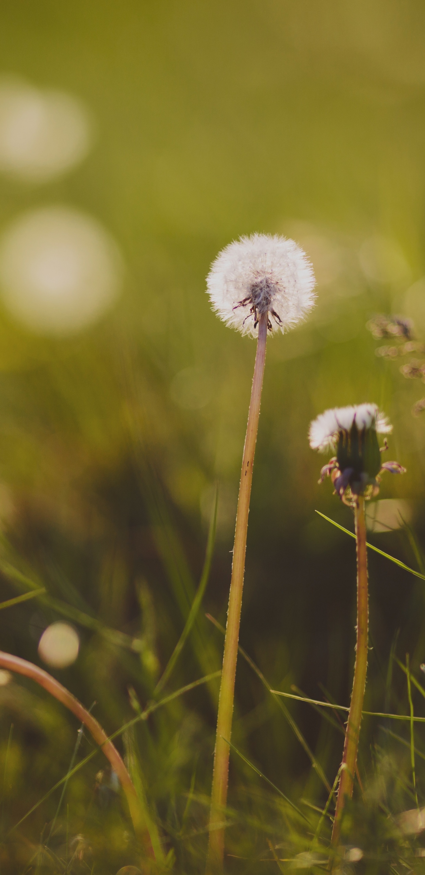 Green, Nature, Pissenlit, Printemps, Aliment. Wallpaper in 1440x2960 Resolution