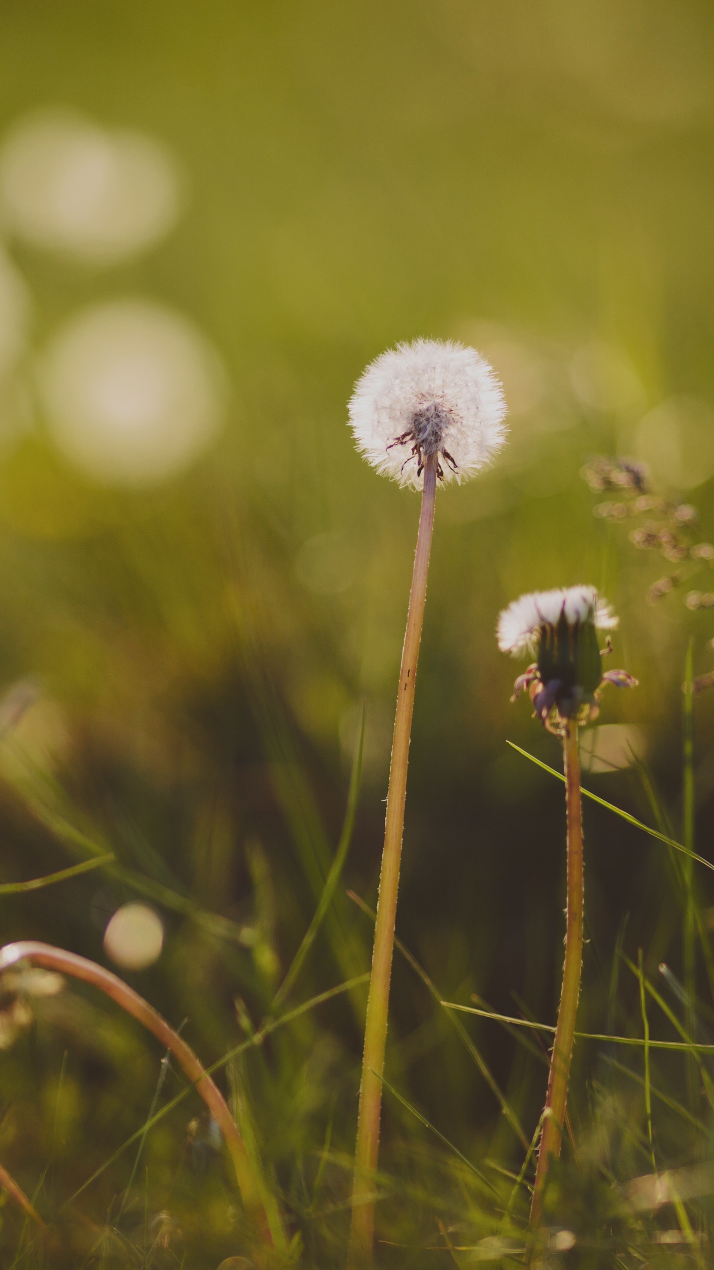 Flower, Green, Nature, Dandelion, Grass. Wallpaper in 1440x2560 Resolution