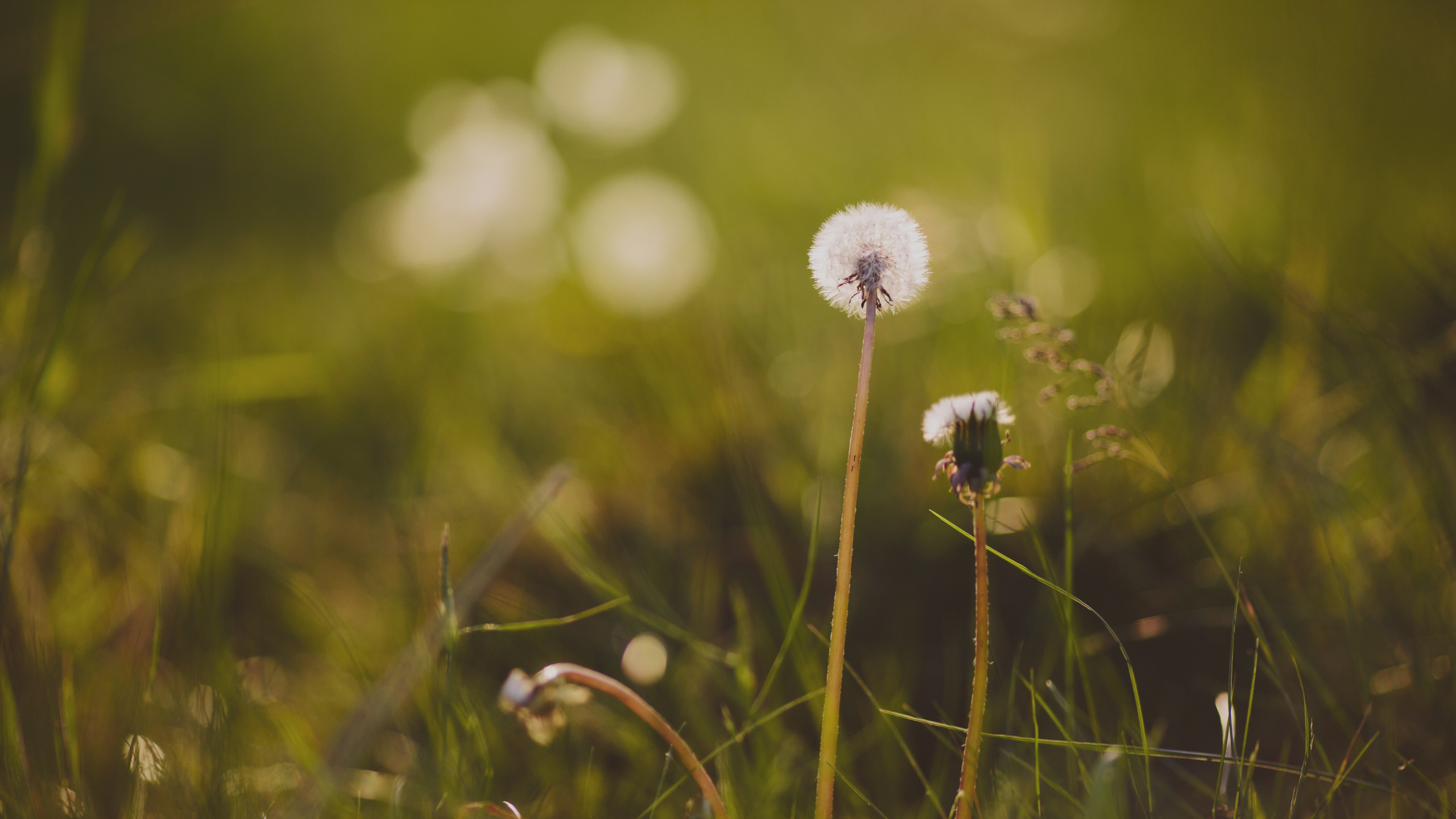 Flower, Green, Nature, Dandelion, Grass. Wallpaper in 2560x1440 Resolution