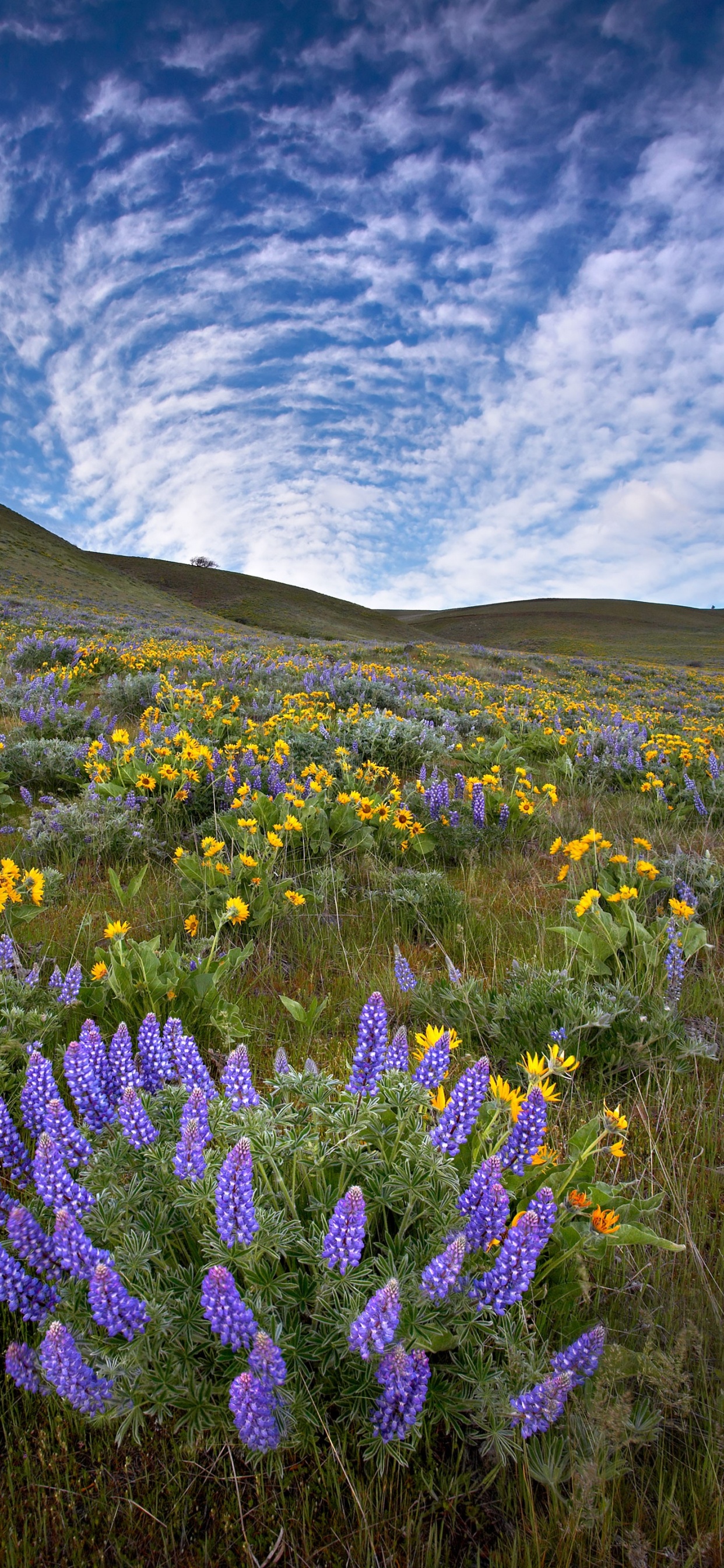 Catedral de Knigsberg, Montaña, Paisaje Natural, La Gente en la Naturaleza, Planta Herbácea. Wallpaper in 1242x2688 Resolution