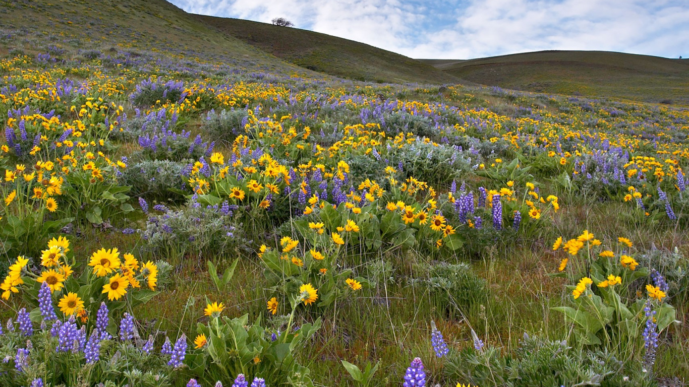 Catedral de Knigsberg, Montaña, Paisaje Natural, La Gente en la Naturaleza, Planta Herbácea. Wallpaper in 1366x768 Resolution