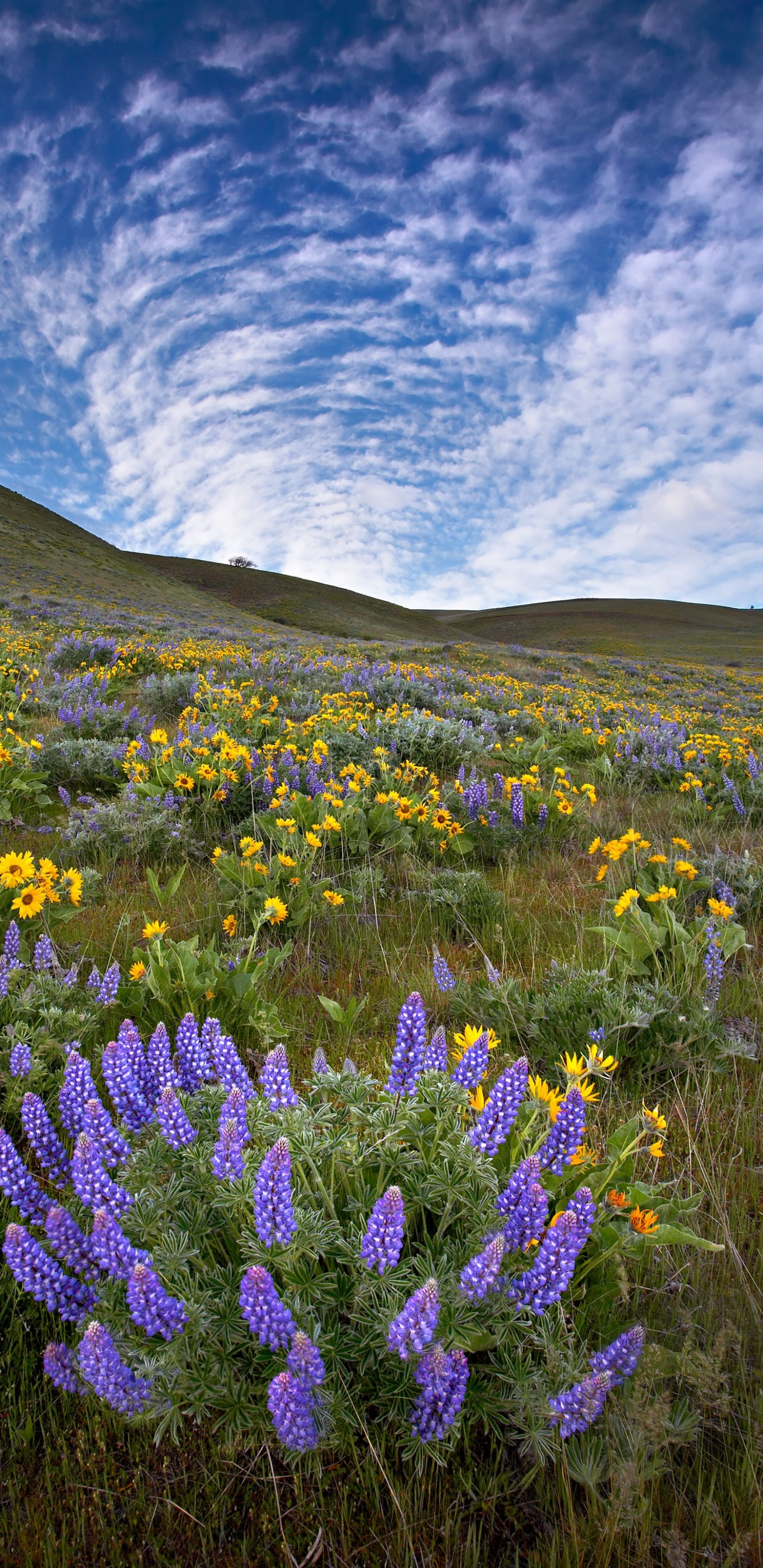 Cathédrale de Knigsberg, Paysage Naturel, Les Gens Dans la Nature, Plante Herbacée. Wallpaper in 1440x2960 Resolution