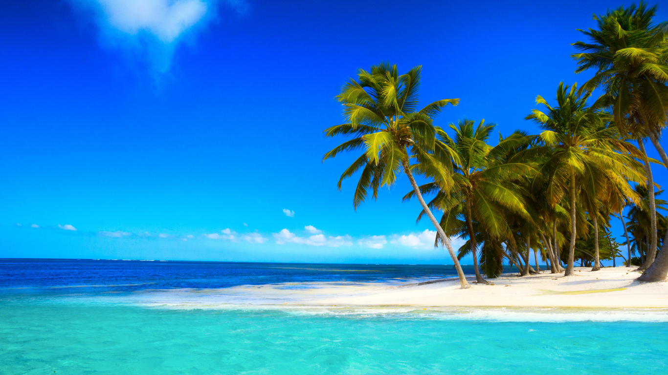 Green Palm Tree on White Sand Beach During Daytime. Wallpaper in 1366x768 Resolution