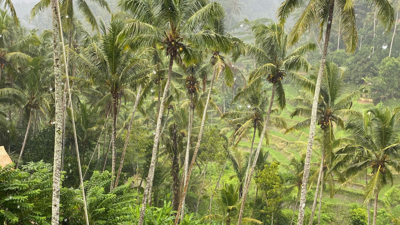 巴厘岛, 植被, 生物群落, 棕榈树, 性质 壁纸 1366x768 允许