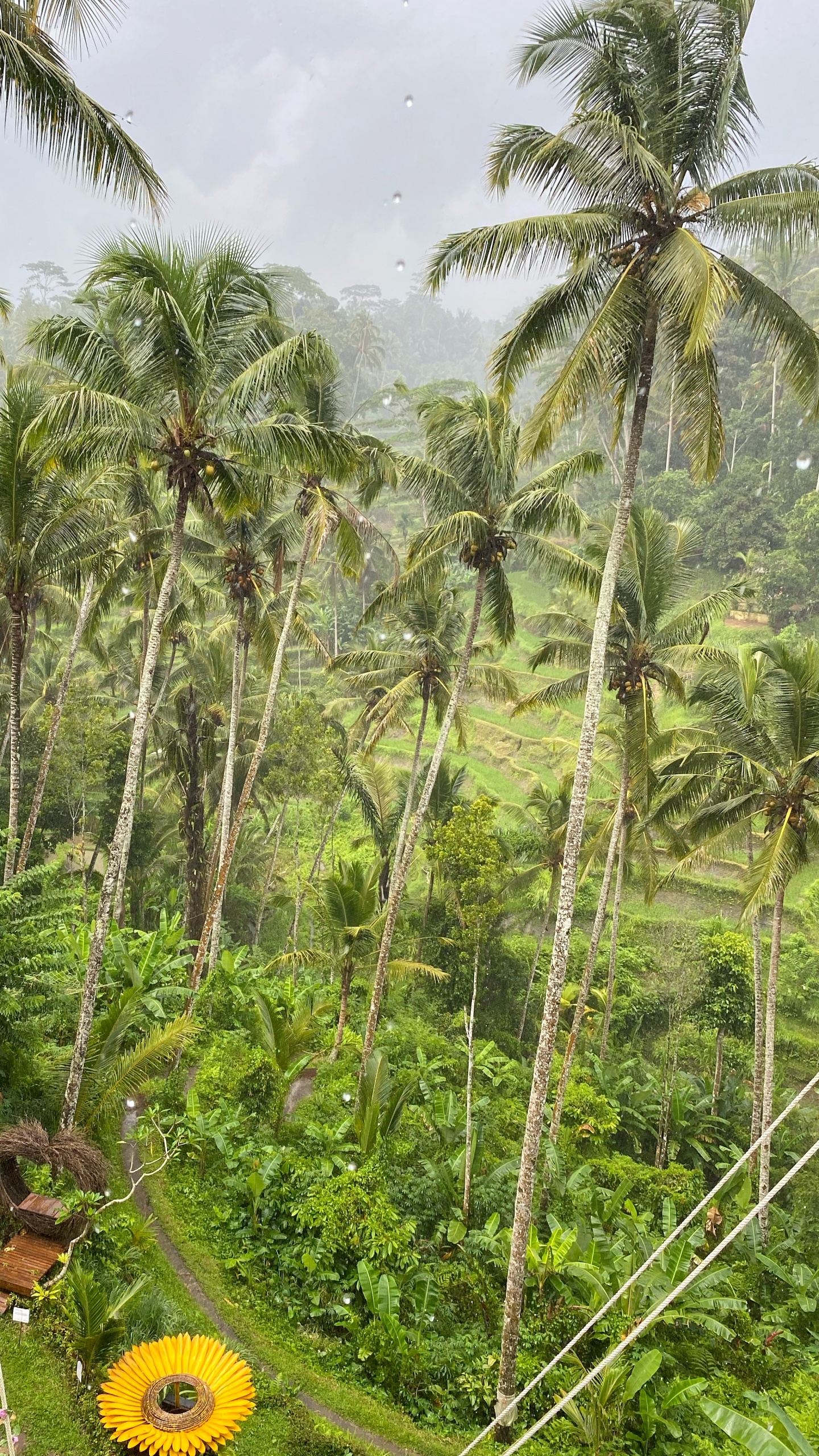 Bali, Végétation, Biome, Rainforest, Palmier. Wallpaper in 1440x2560 Resolution