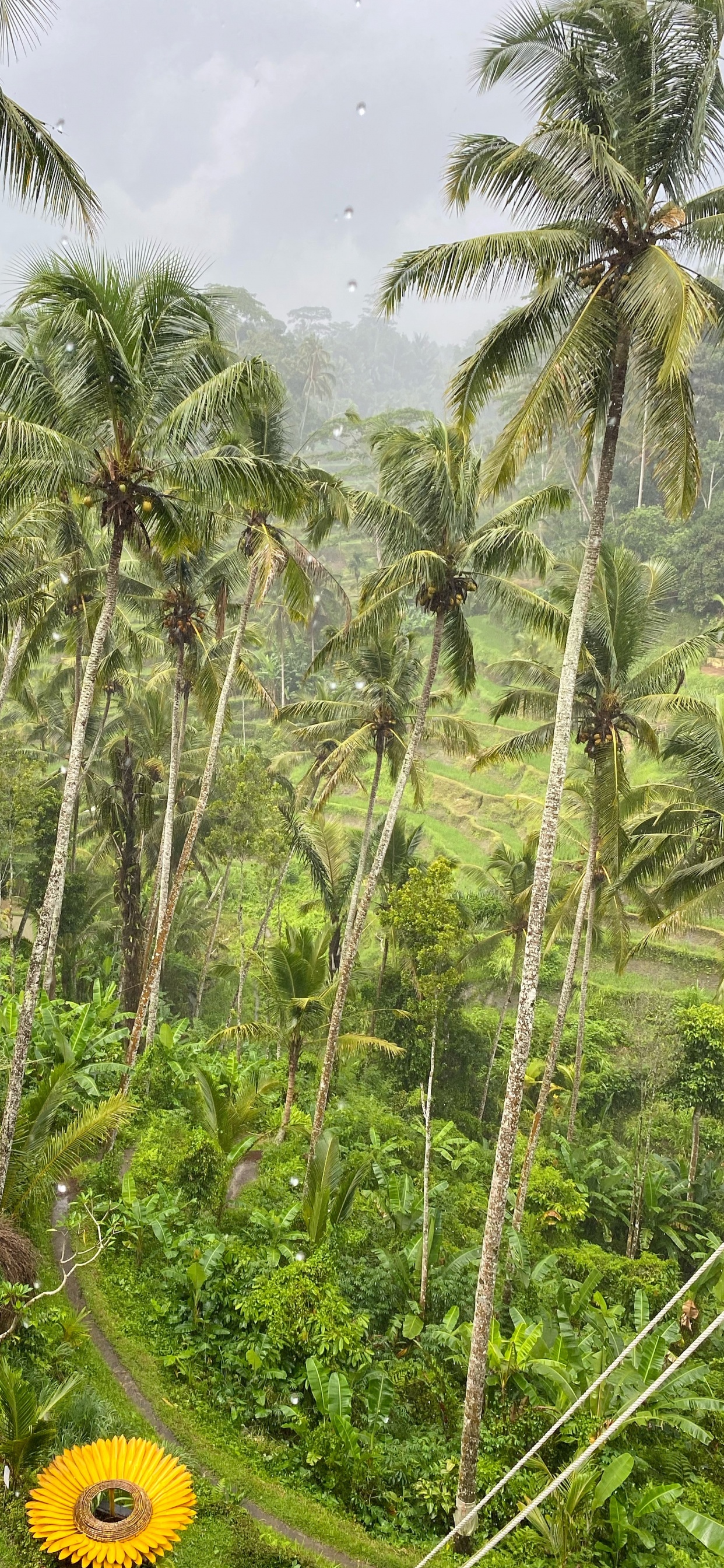Bali, Vegetation, Biome, Regenwald, Palme. Wallpaper in 1242x2688 Resolution