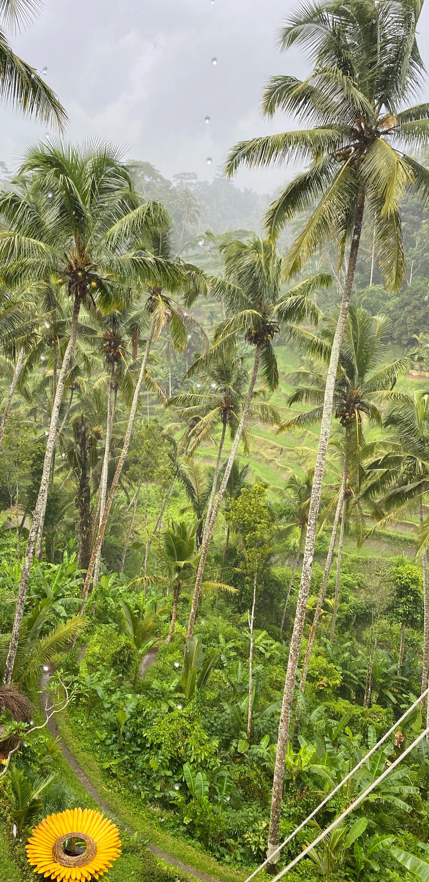 Bali, Vegetation, Biome, Regenwald, Palme. Wallpaper in 1440x2960 Resolution