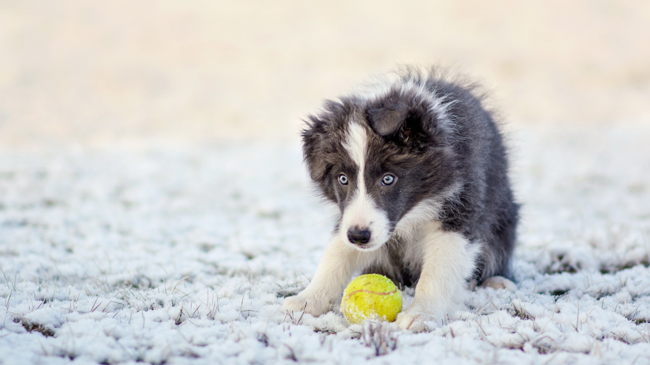 Black and White Border Collie Puppy Lying on Snow Covered Ground During Daytime. Wallpaper in 1280x720 Resolution