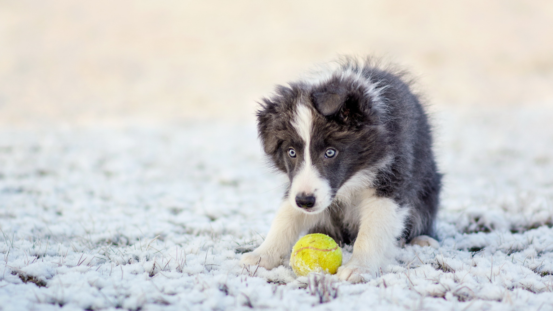 Black and White Border Collie Puppy Lying on Snow Covered Ground During Daytime. Wallpaper in 1920x1080 Resolution