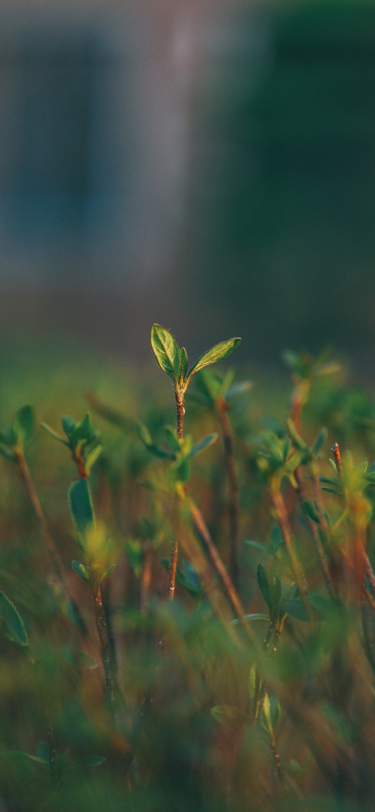 Gr, Natur, Wasser, Vegetation, Blatt. Wallpaper in 1242x2688 Resolution