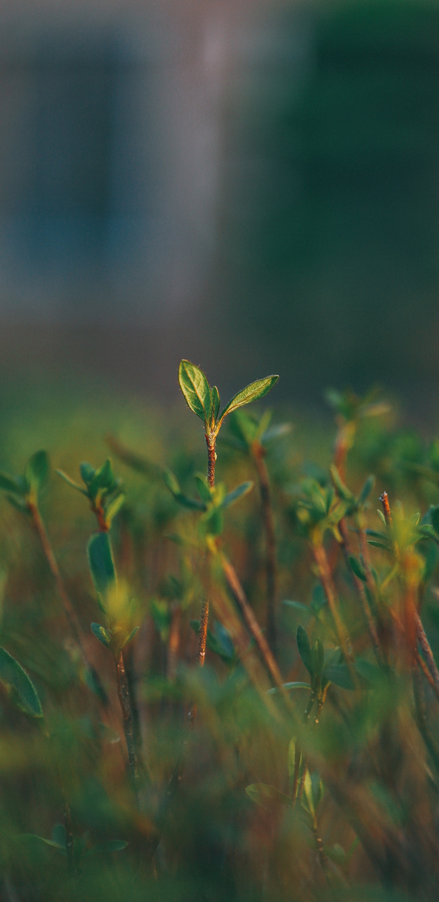 Gr, Natur, Wasser, Vegetation, Blatt. Wallpaper in 1440x2960 Resolution
