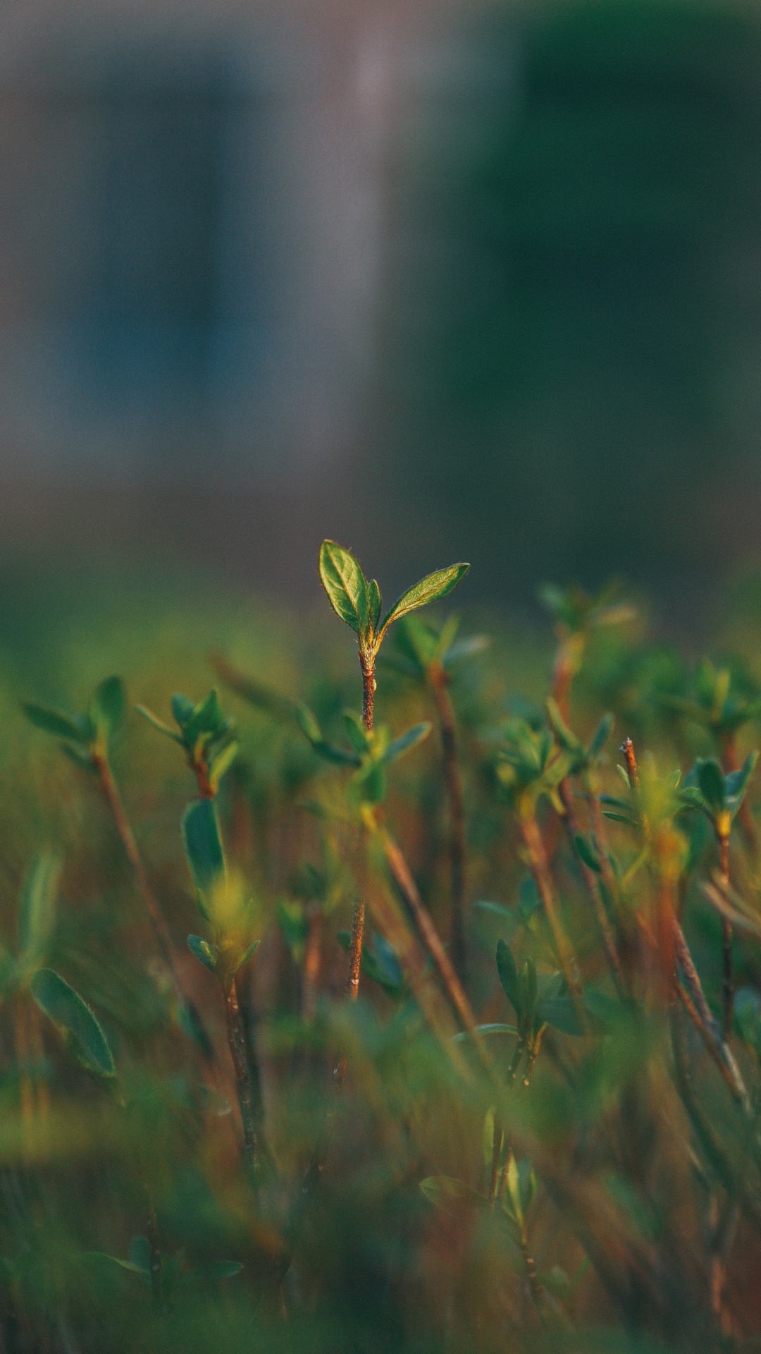 Green, Nature, Water, Vegetation, Leaf. Wallpaper in 1080x1920 Resolution