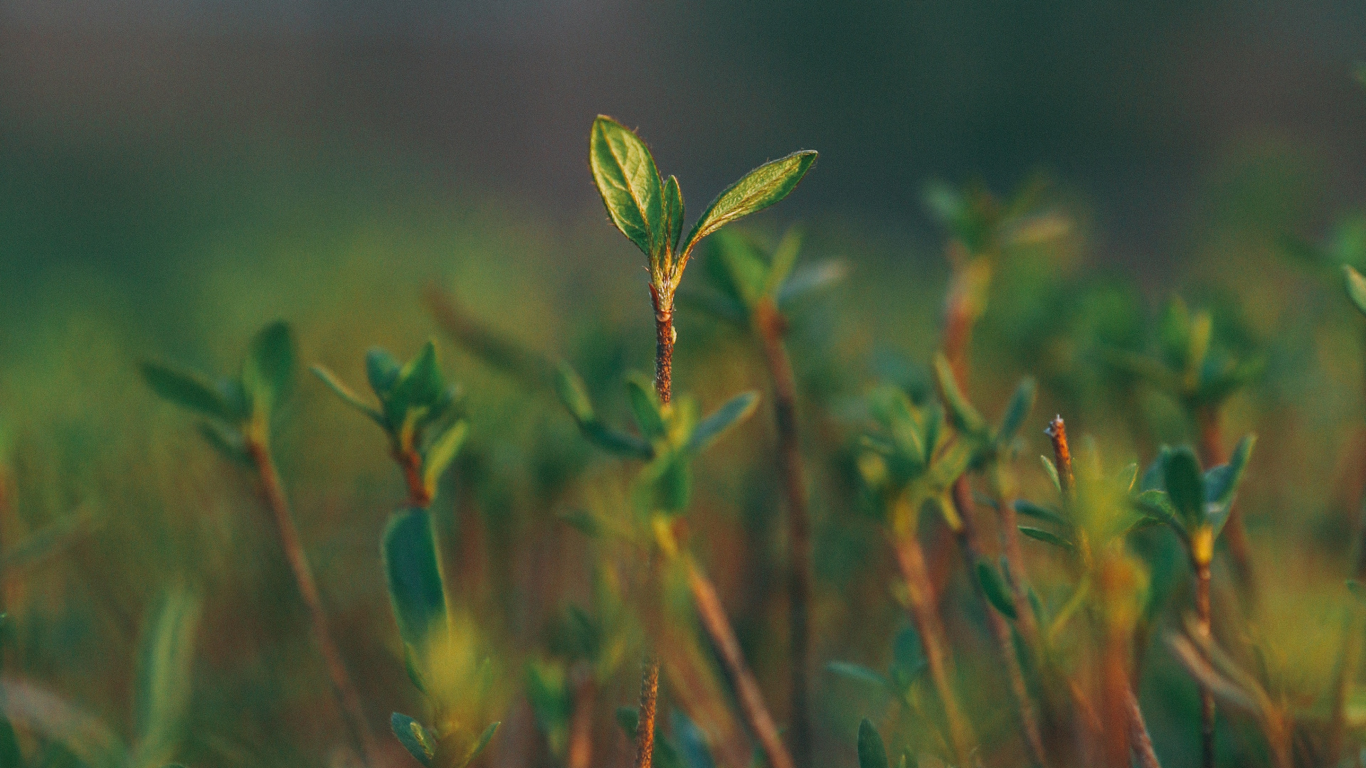 Green, Nature, Water, Vegetation, Leaf. Wallpaper in 1920x1080 Resolution