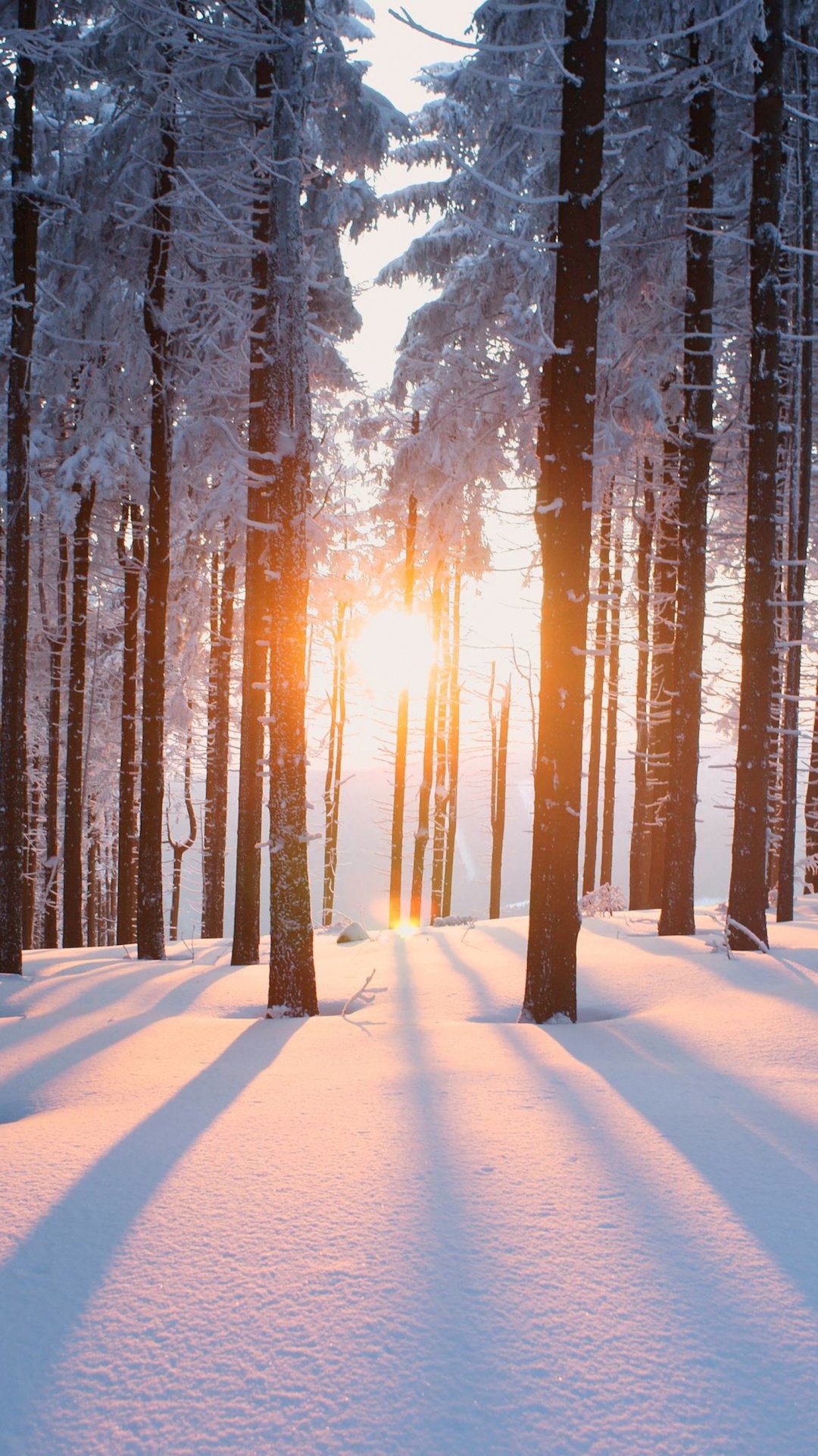 Schneebedeckter Weg Zwischen Bäumen Bei Sonnenaufgang. Wallpaper in 1080x1920 Resolution