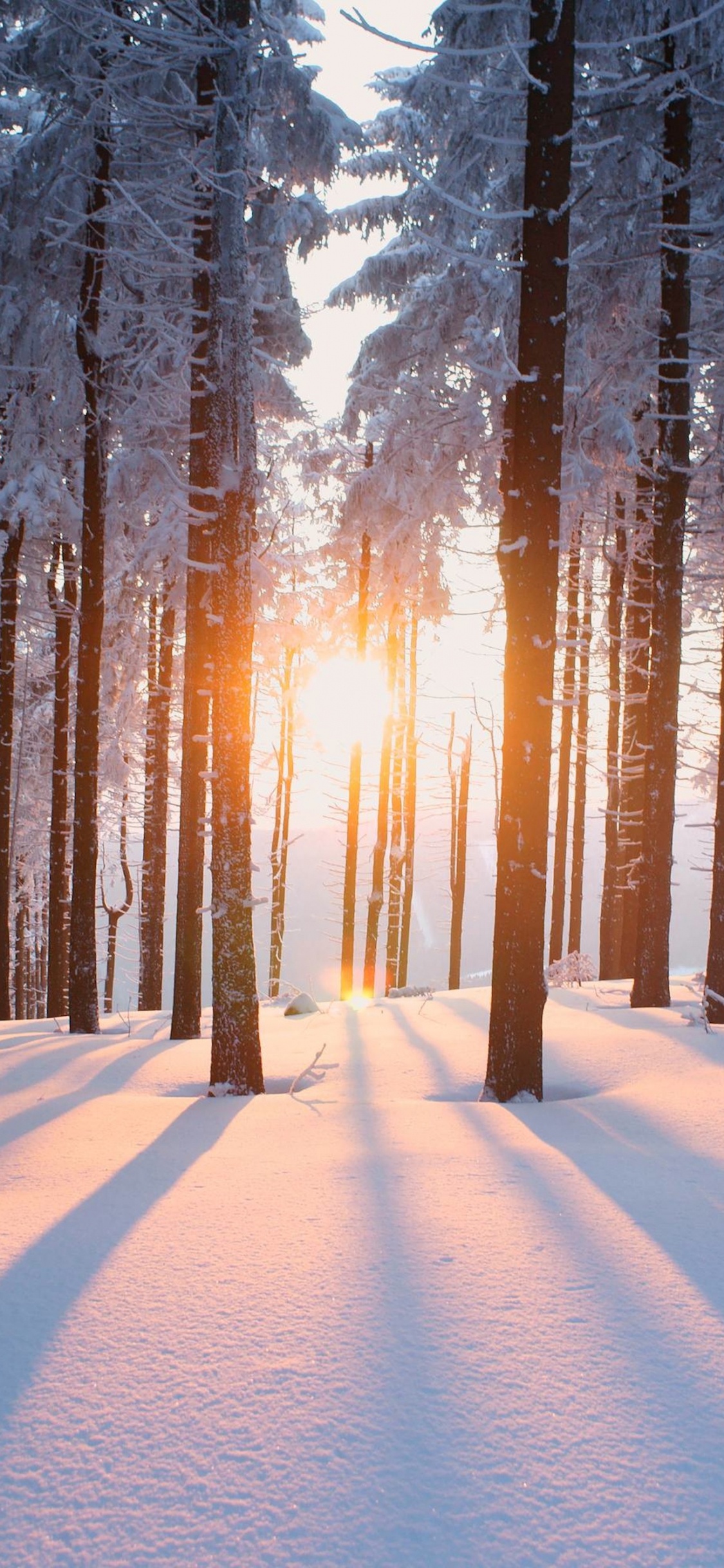 Schneebedeckter Weg Zwischen Bäumen Bei Sonnenaufgang. Wallpaper in 1125x2436 Resolution