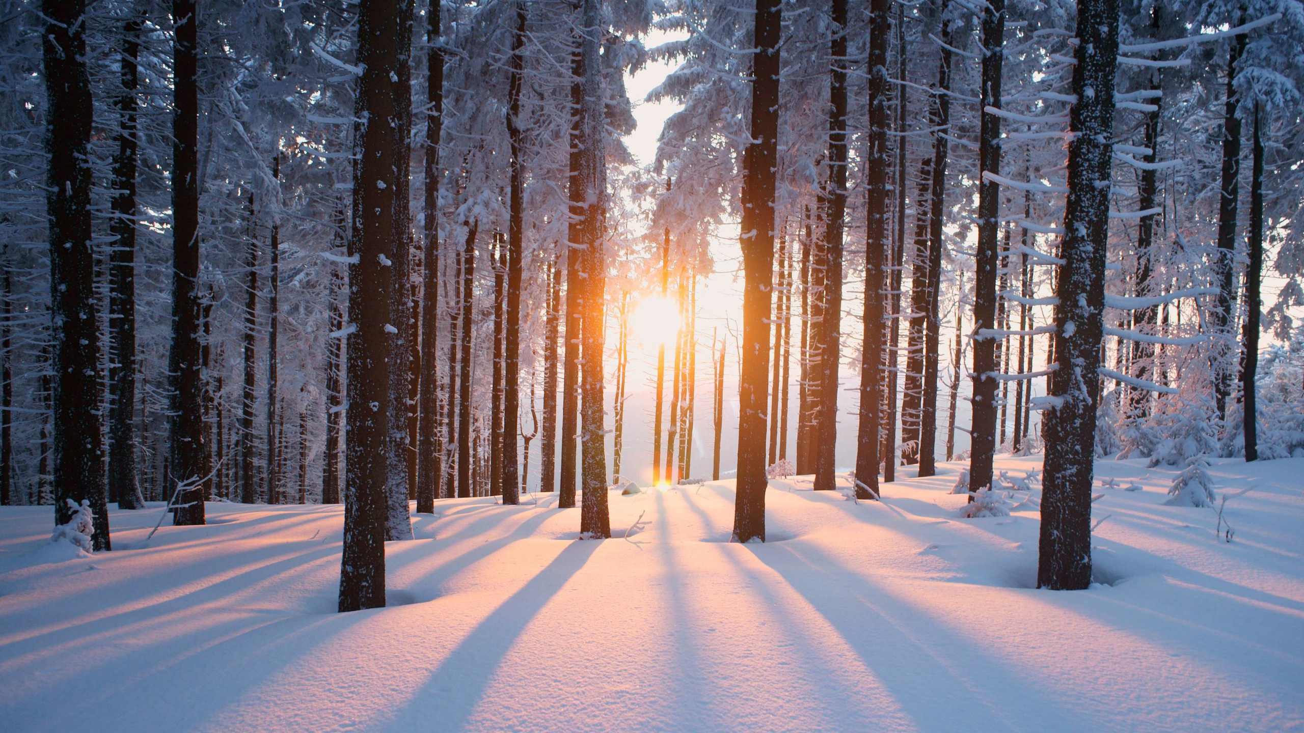 Schneebedeckter Weg Zwischen Bäumen Bei Sonnenaufgang. Wallpaper in 2560x1440 Resolution