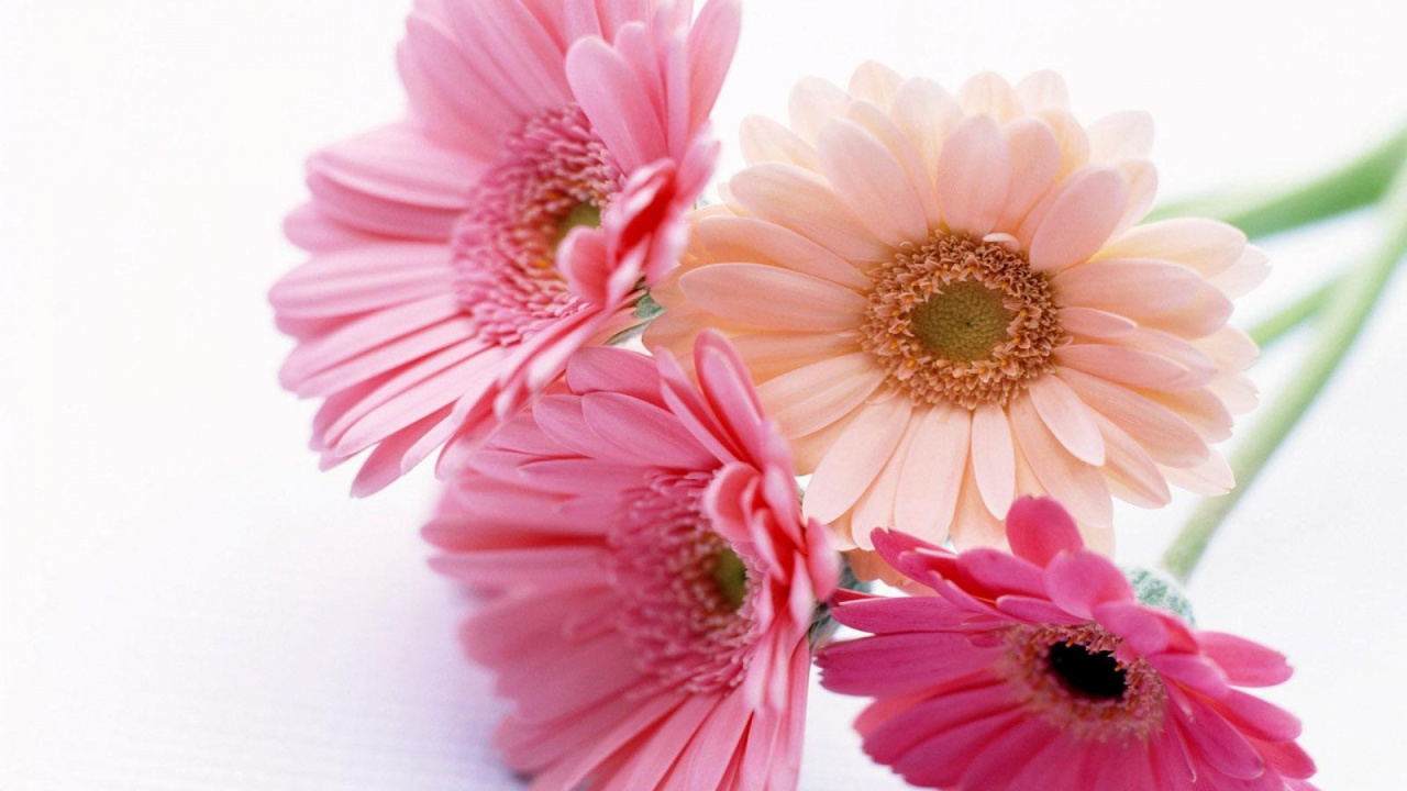 Pink and White Flowers on White Background. Wallpaper in 1280x720 Resolution