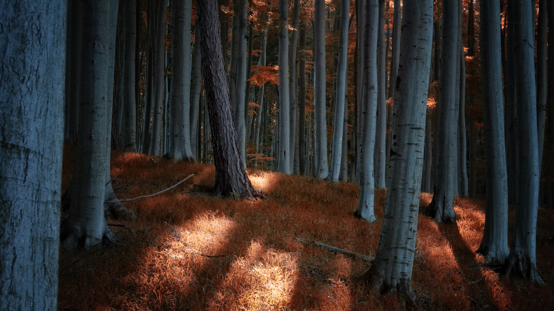 Clôture en Bois Marron Sur Des Feuilles Séchées Marron. Wallpaper in 1920x1080 Resolution