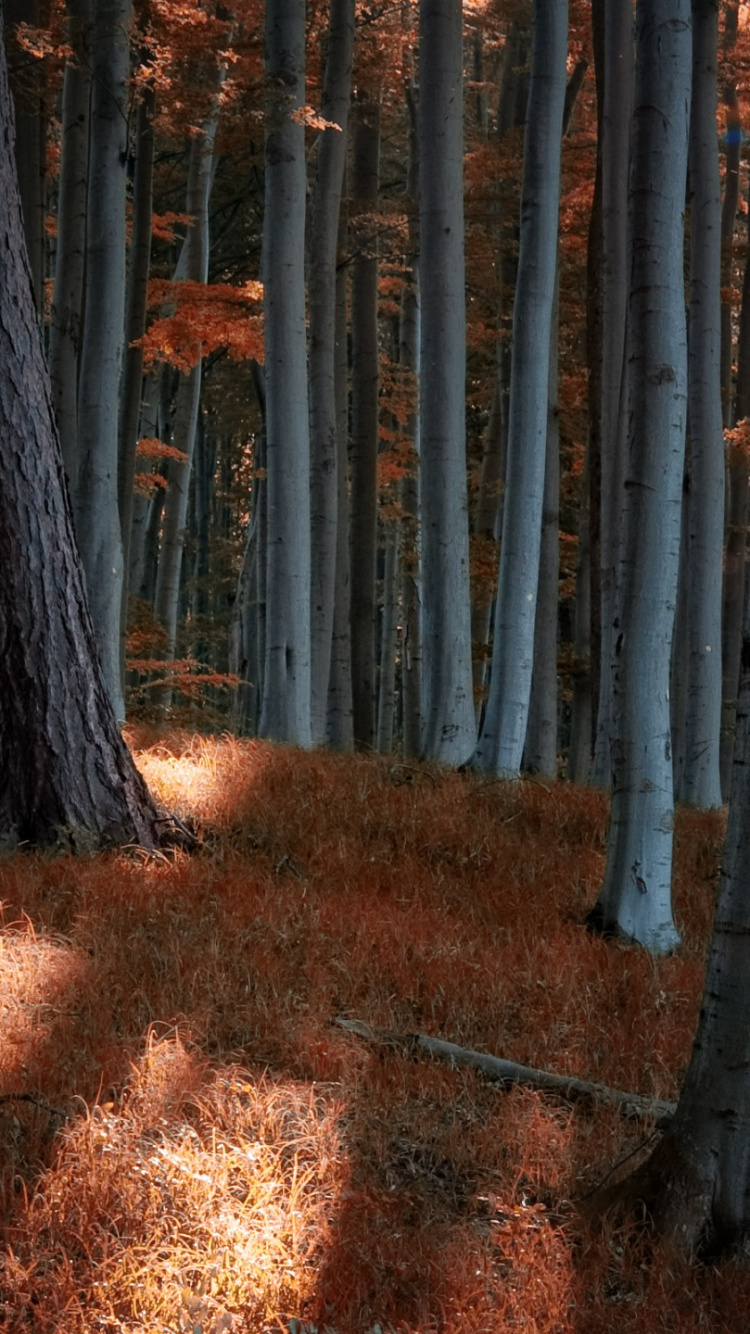 Brown Wooden Fence on Brown Dried Leaves. Wallpaper in 750x1334 Resolution