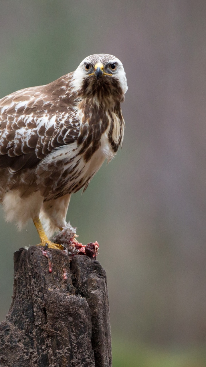Accipitriformes, Falcon, Birds, Falke, Wissenschaft. Wallpaper in 720x1280 Resolution