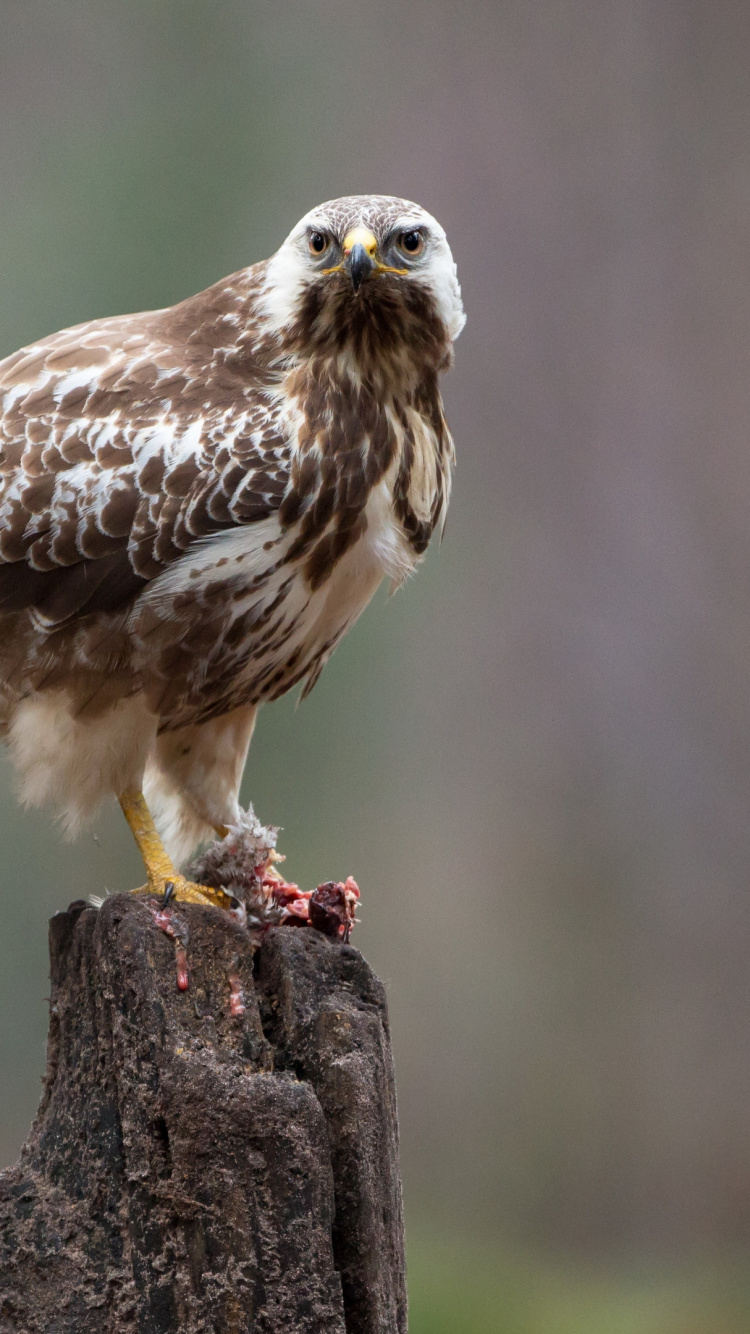 Accipitriformes, Falcon, Birds, Falke, Wissenschaft. Wallpaper in 750x1334 Resolution