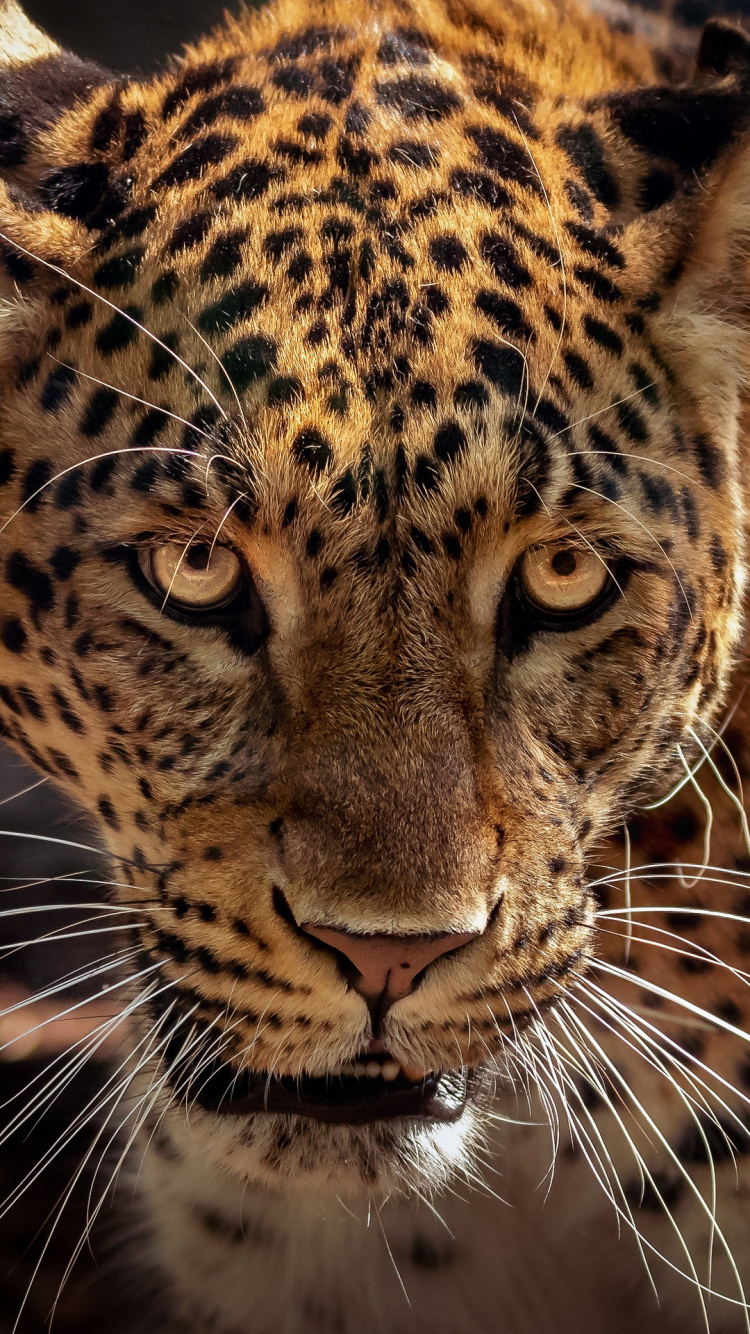 Jaguar Arizona, Jaguar, Leopardo Nublado de Sunda, Leopard, Leopardo Nublado. Wallpaper in 750x1334 Resolution