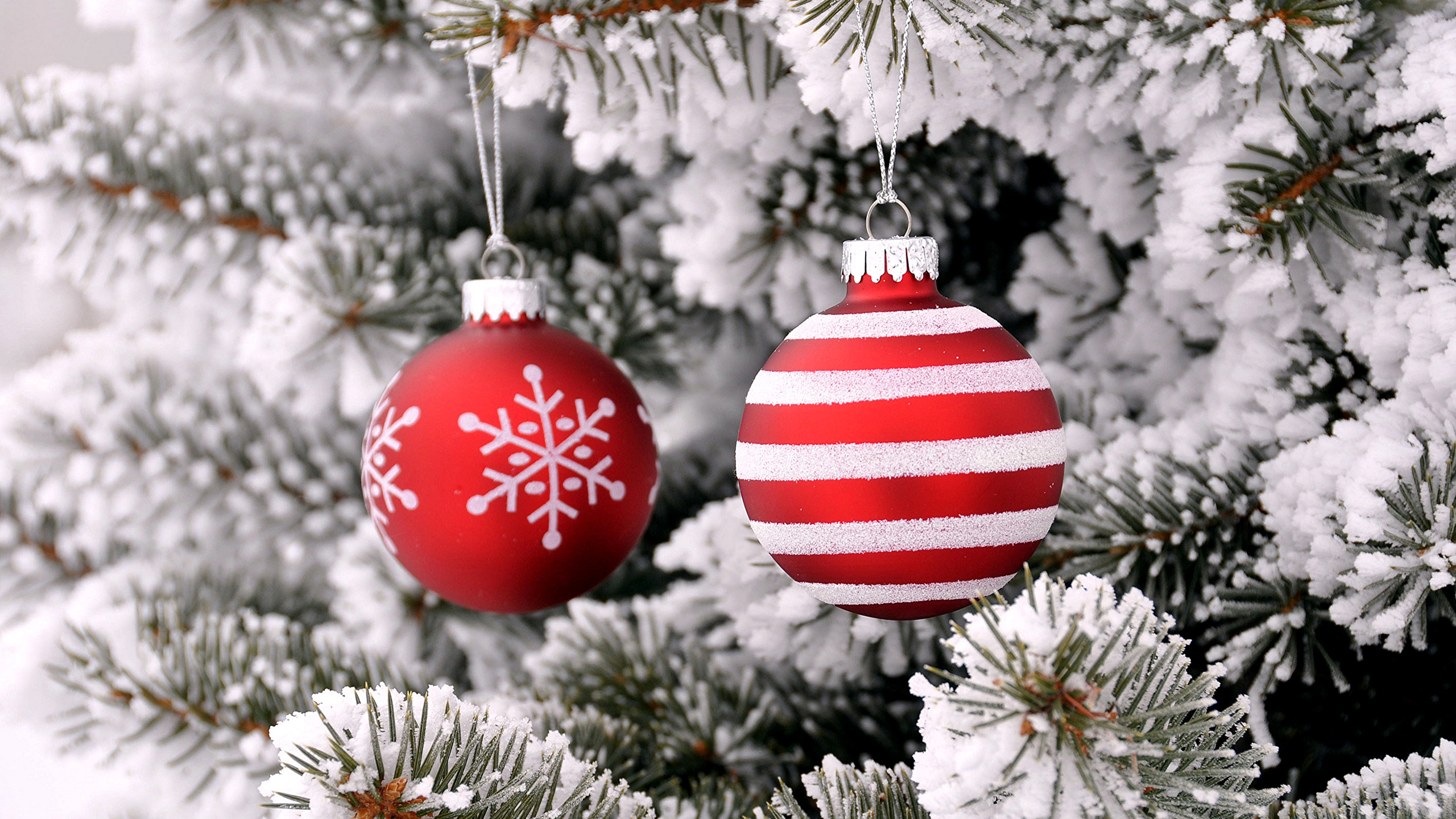 Christmas Day, Christmas Tree, Christmas Ornament, Holiday, Tree. Wallpaper in 2560x1440 Resolution
