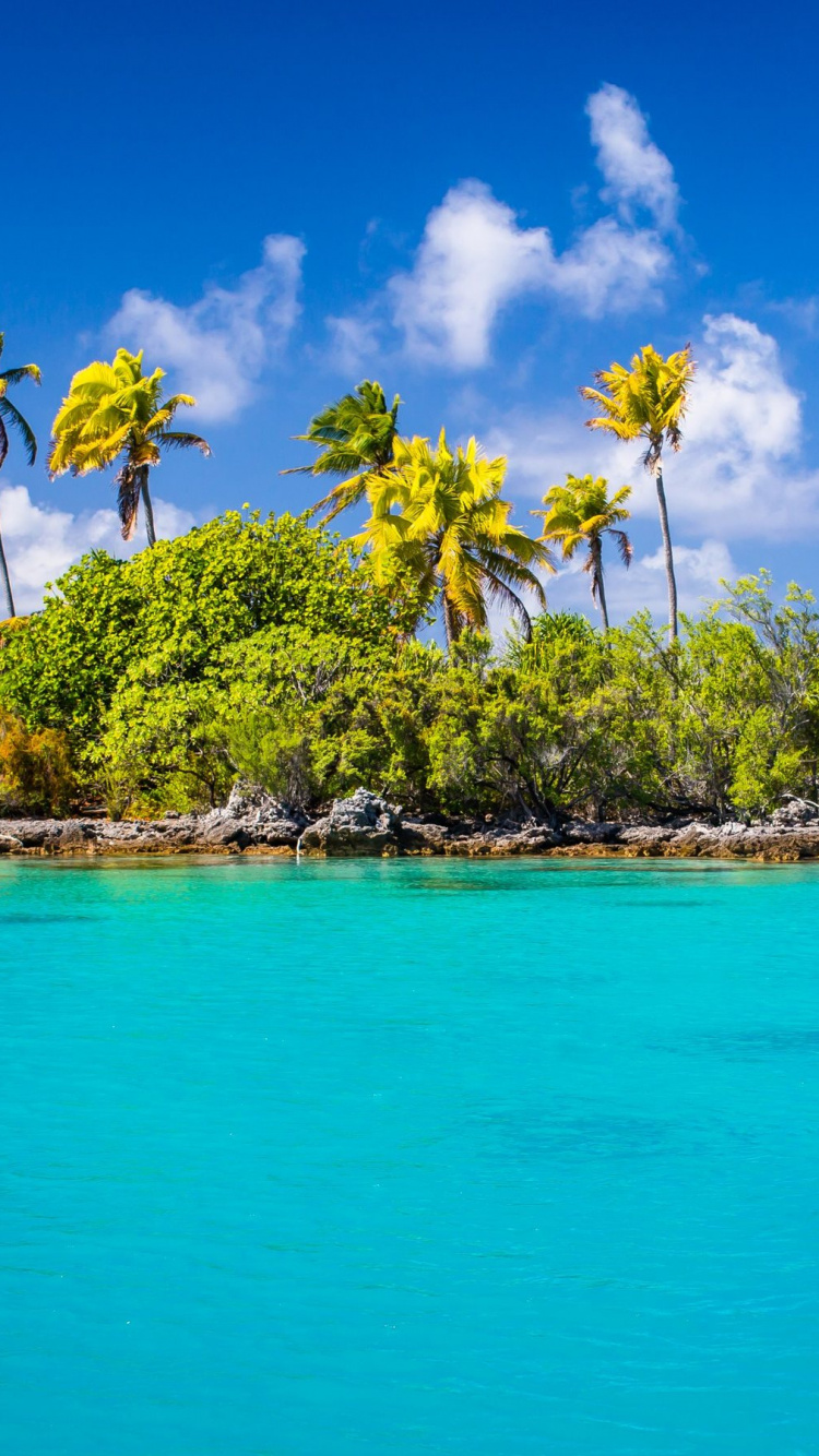Green Coconut Trees Beside Blue Sea Under Blue Sky and White Clouds During Daytime. Wallpaper in 750x1334 Resolution