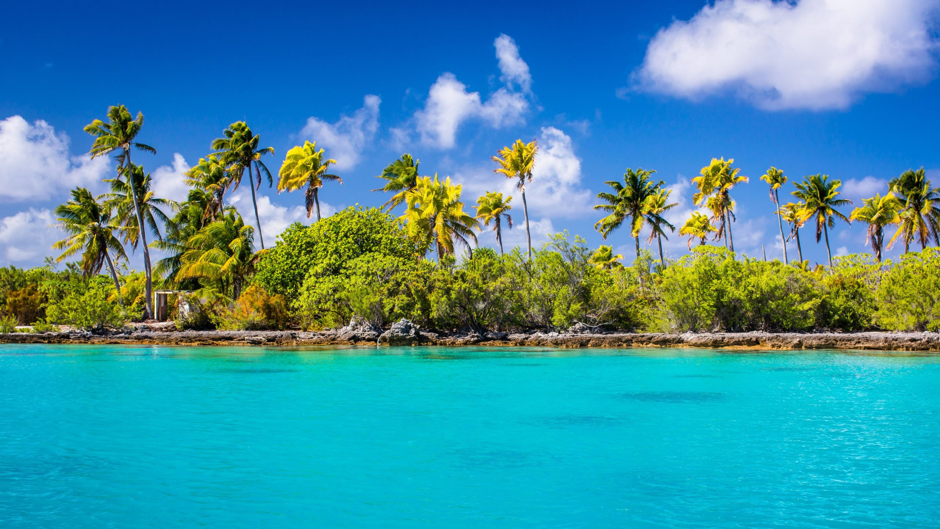Grüne Kokospalmen Neben Blauem Meer Unter Blauem Himmel Und Weißen Wolken Tagsüber. Wallpaper in 1920x1080 Resolution
