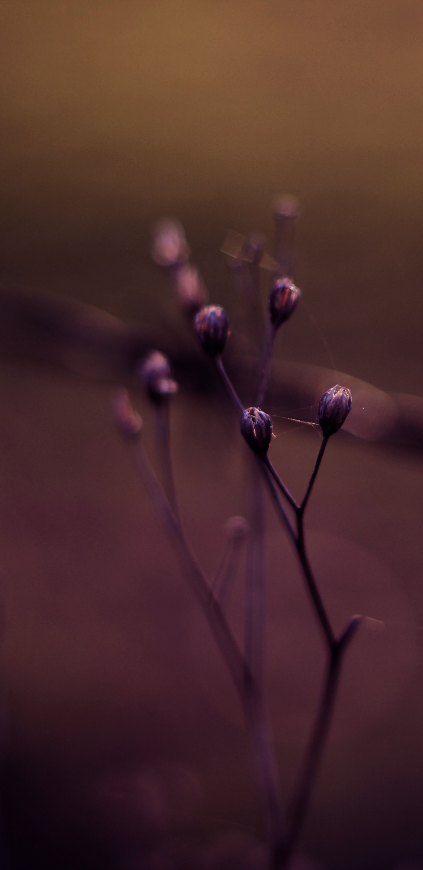 Bokeh, Eau, Purple, Violette, Performance. Wallpaper in 1440x2960 Resolution