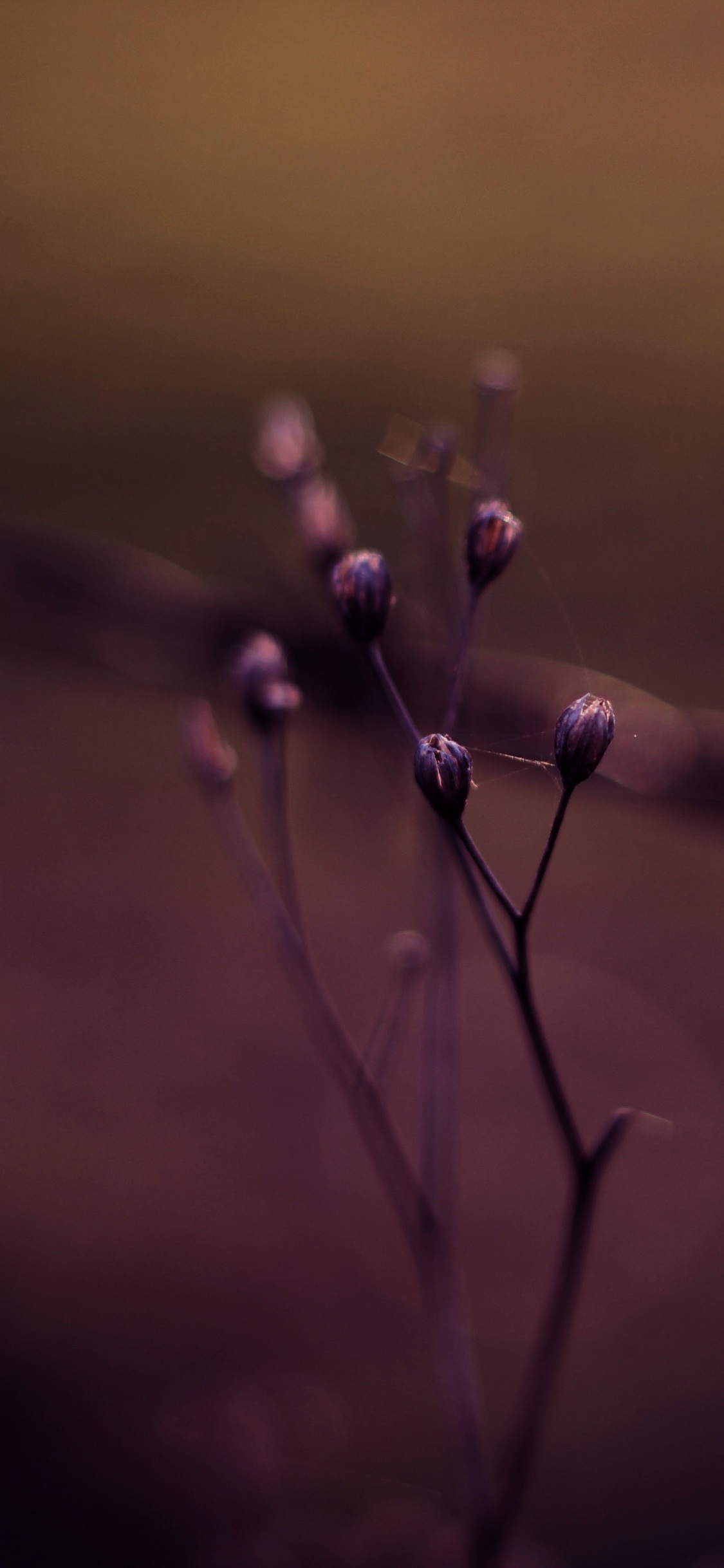 Bokeh, Water, Purple, Violet, Performance. Wallpaper in 1125x2436 Resolution