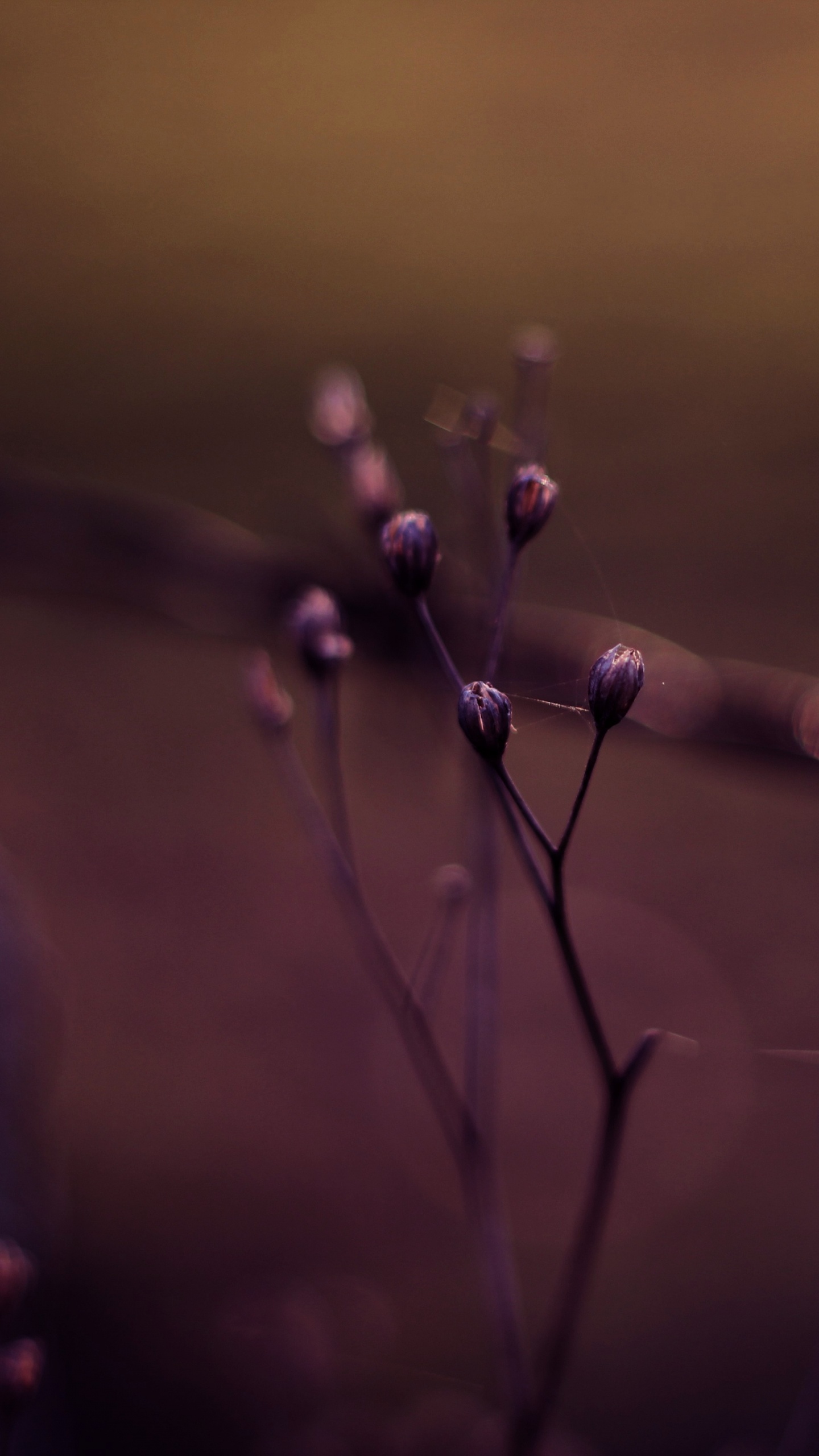 Bokeh, Water, Purple, Violet, Performance. Wallpaper in 1440x2560 Resolution