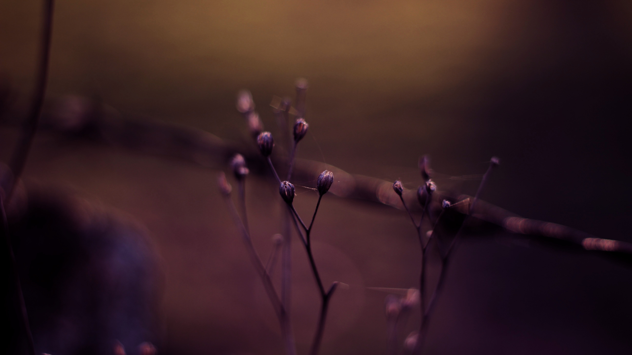 Bokeh, Water, Purple, Violet, Performance. Wallpaper in 2560x1440 Resolution